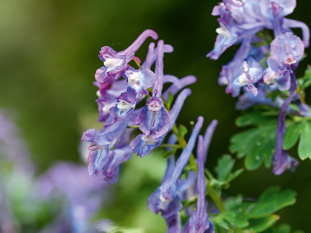 Jimi Blake Plants (16th July 2020) Purple flower; Corydalis 'Korn's Purple'