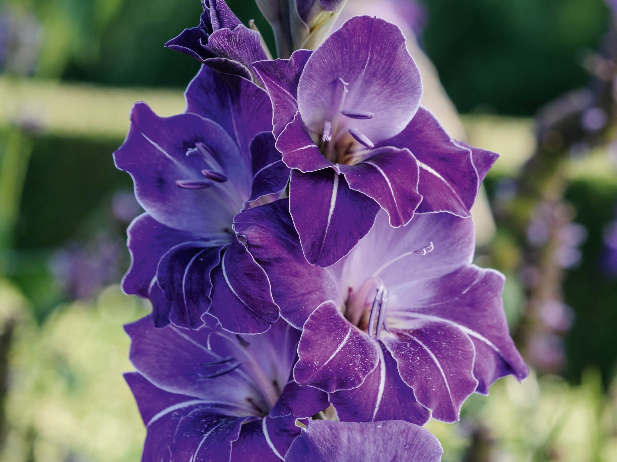 Parham Gardens Plants (26th September 2018) Purple flower; Gladiolus 'Violetta'