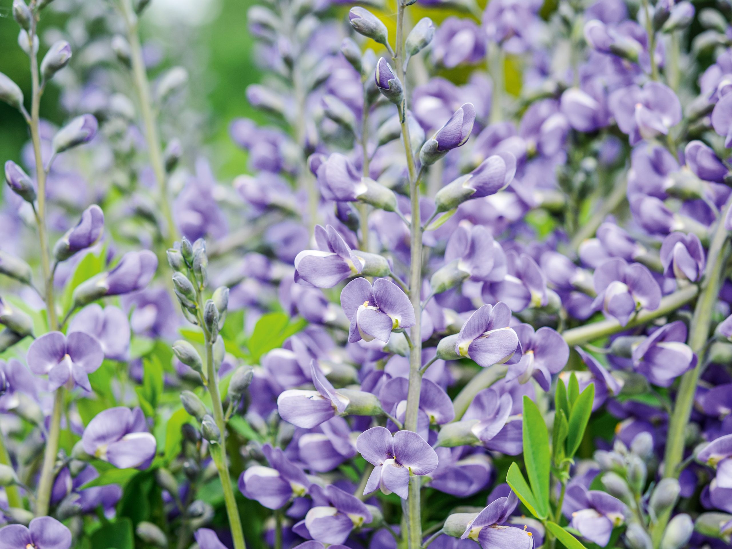 Marina Christopher/Phoenix Perennials Nurseryman's Choice - May Baptisia 'Purple Smoke'