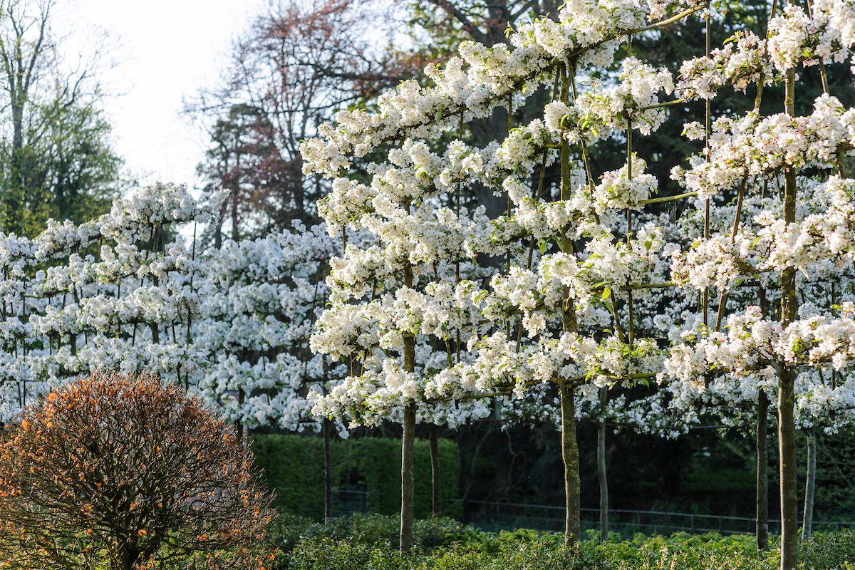 Malus 'Evereste'