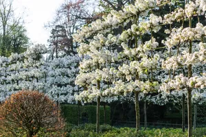 Malus 'Evereste'. Malus 'Evereste'