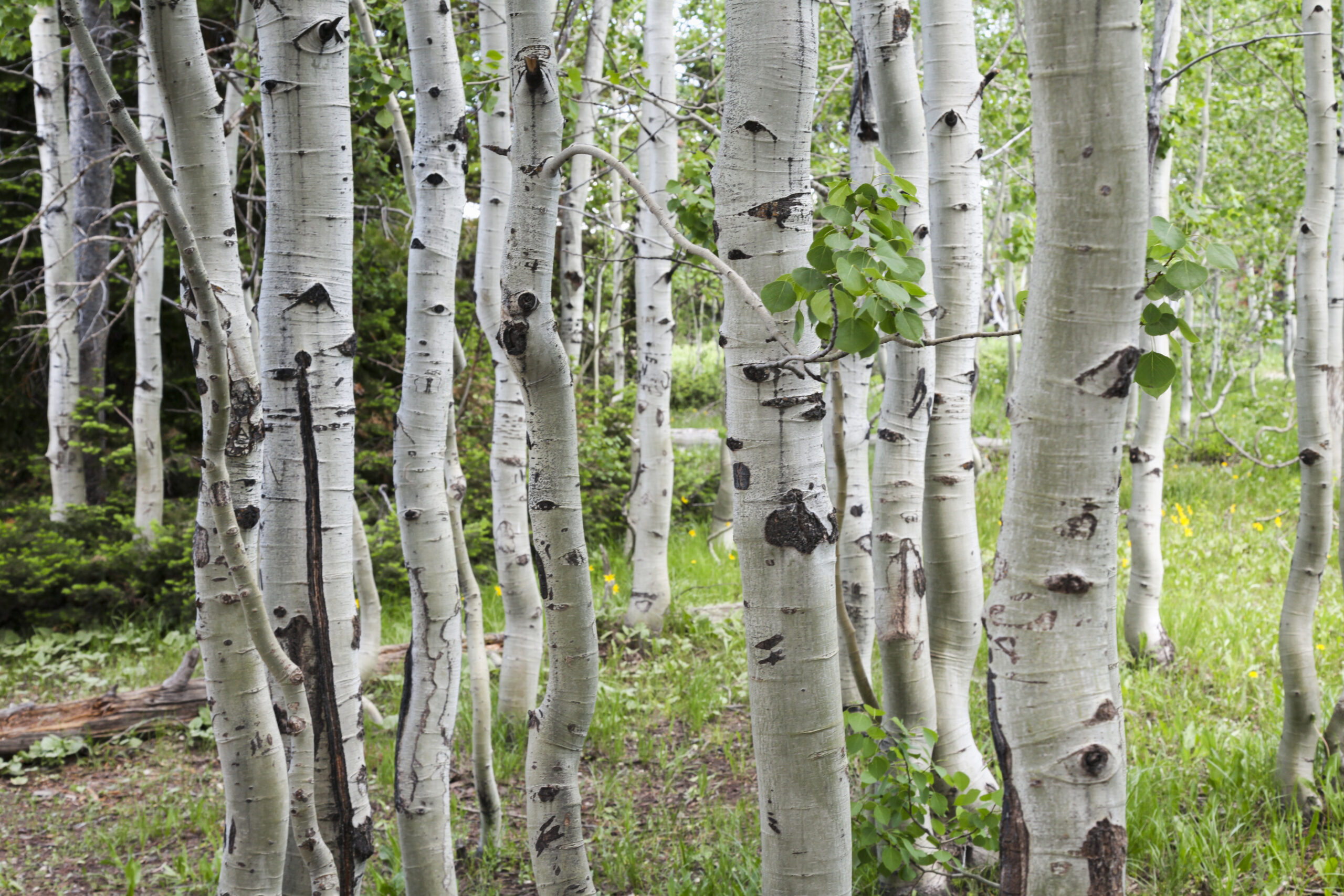 Silver birch trees