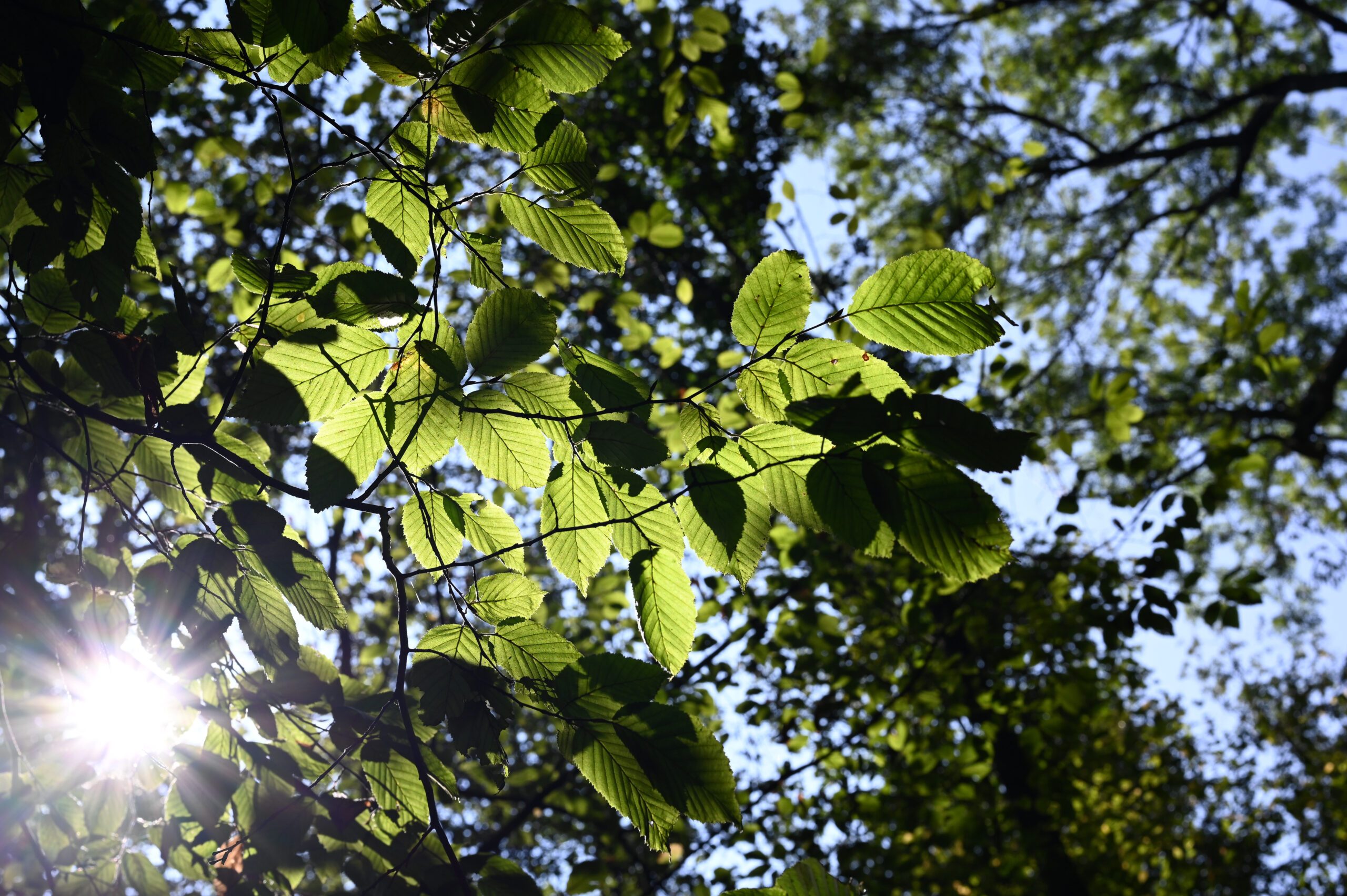  Hornbeam