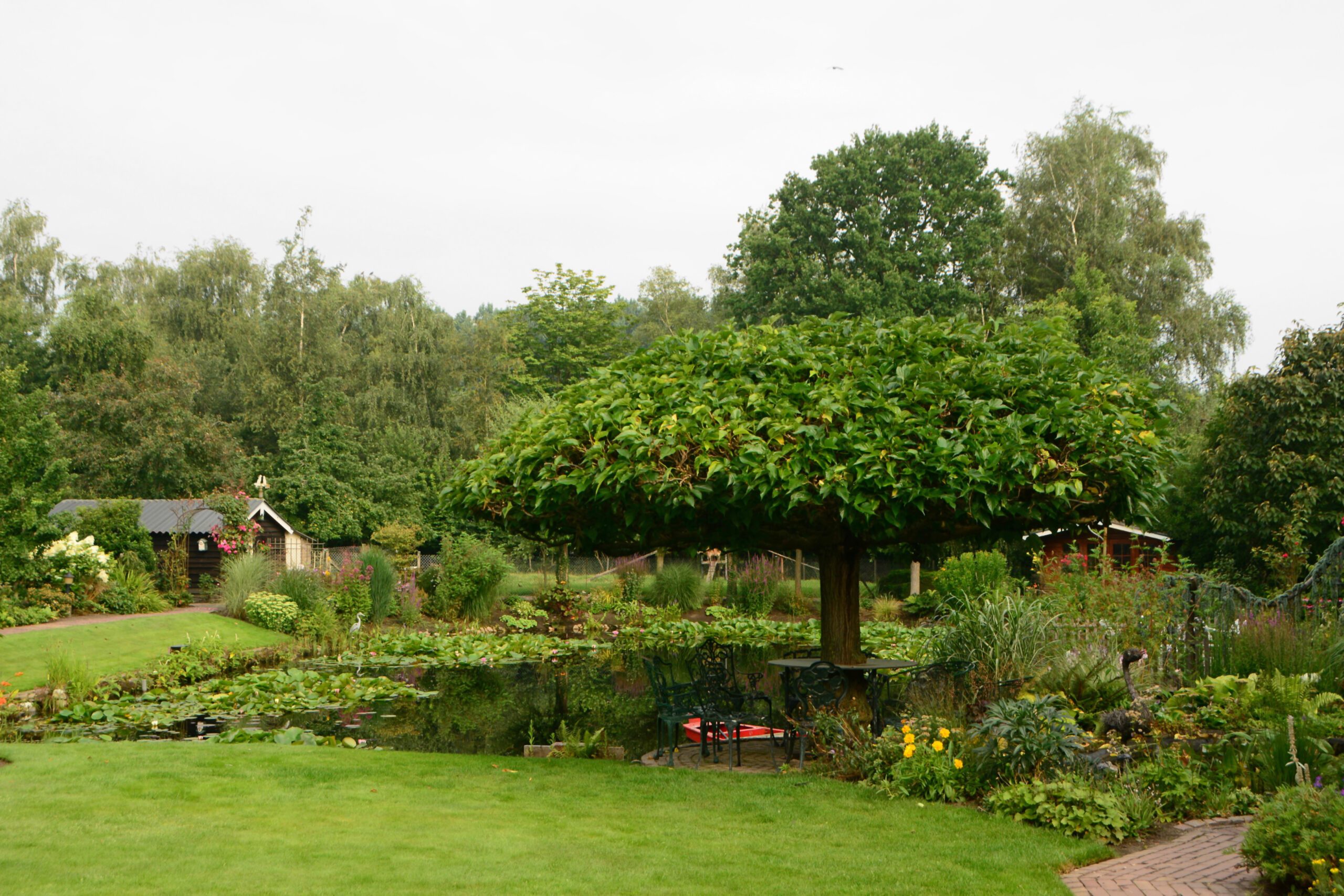 Large mulberry tree in full lentgh standing near a pond