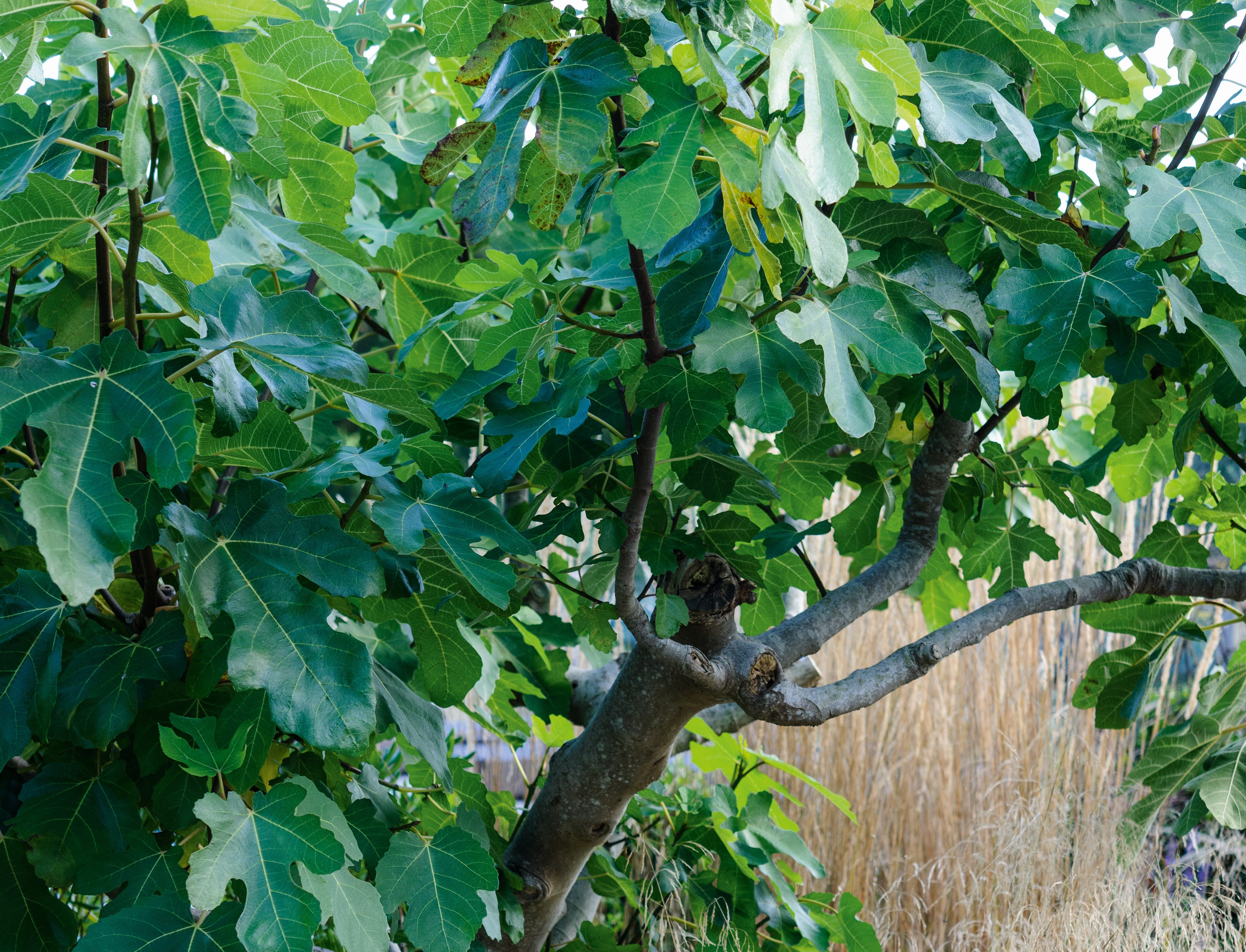 Ficus carica ‘Brown Turkey’