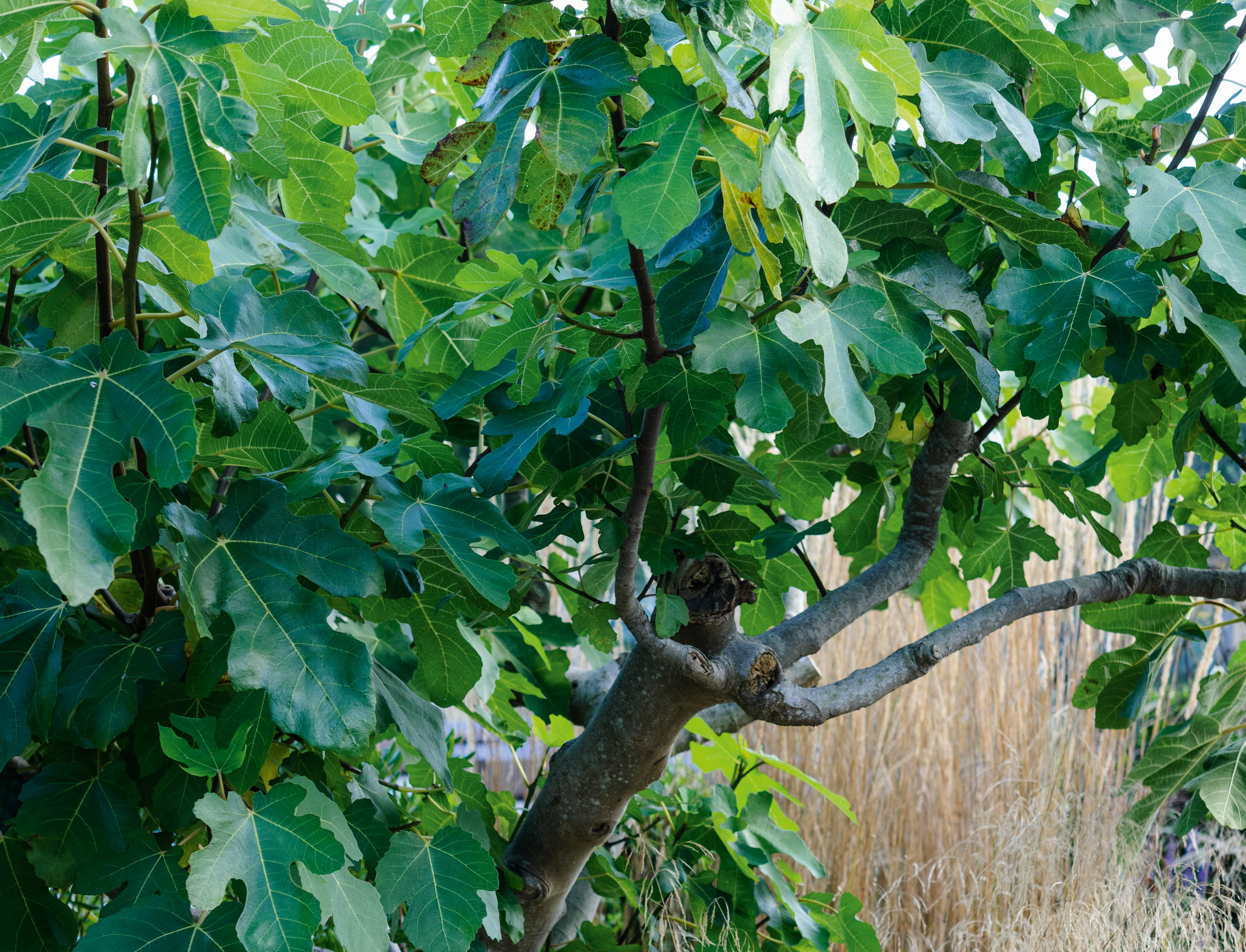 Ficus carica ‘Brown Turkey’