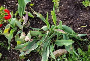 Botrytis tulipae is fungus that causes disease called tulip fire of flower tulips(Tulipa). Close up view of damaged tulip leaves in spring. Damaged tulip leaves in spring. © Getty / Helin Loik-Tomson