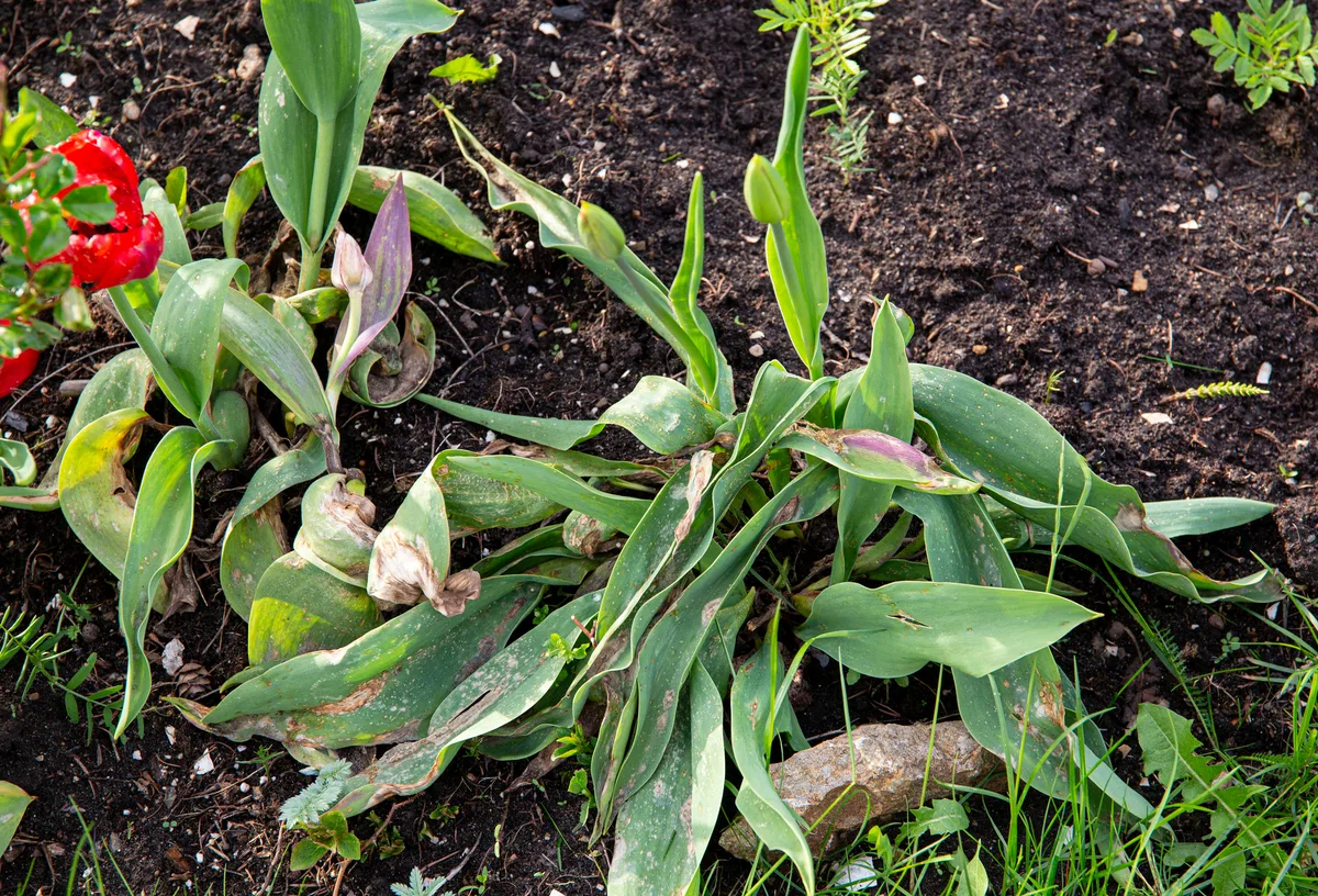 Botrytis tulipae is fungus that causes disease called tulip fire of flower tulips(Tulipa). Close up view of damaged tulip leaves in spring. Damaged tulip leaves in spring. © Getty / Helin Loik-Tomson