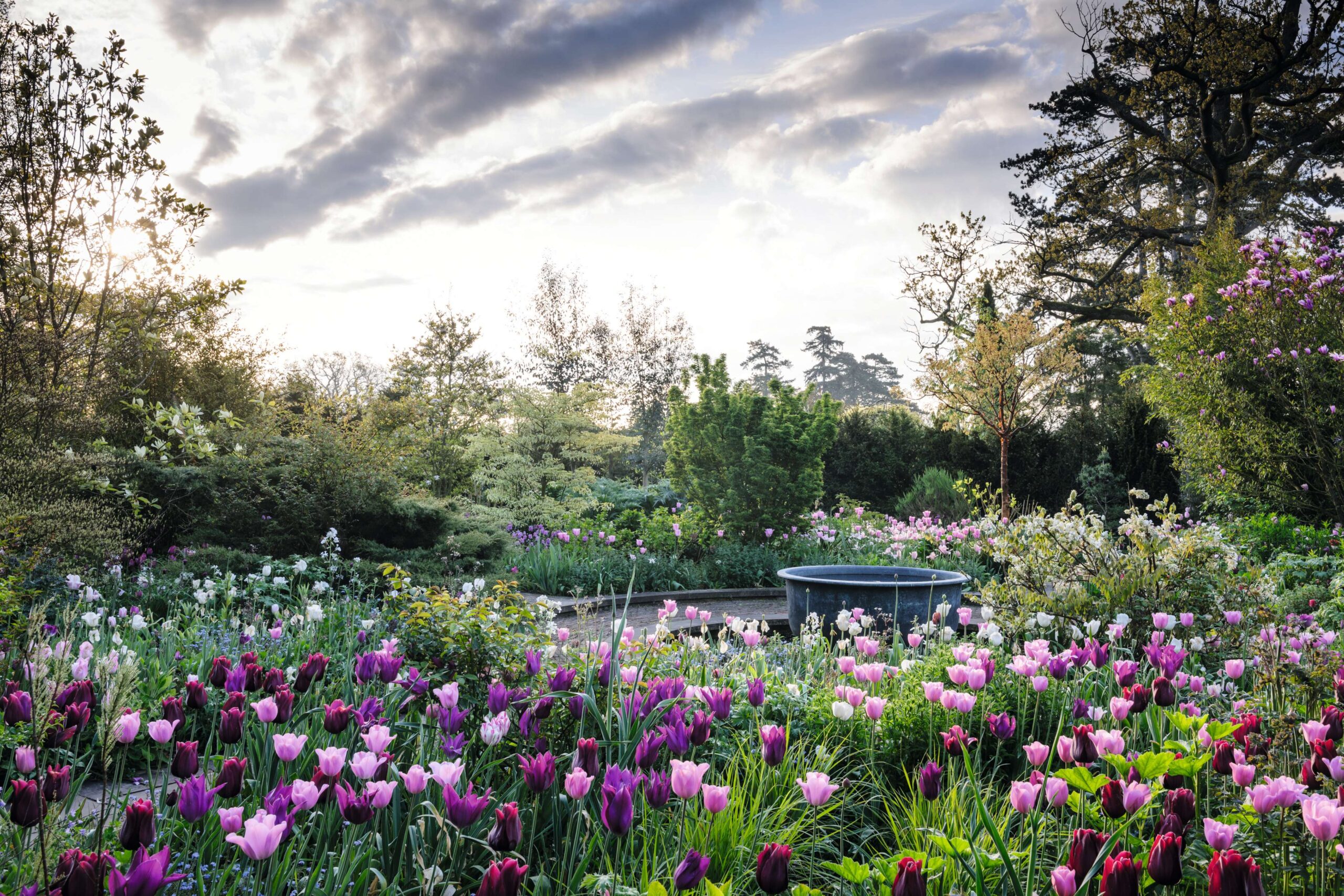 Tulips at Malverleys