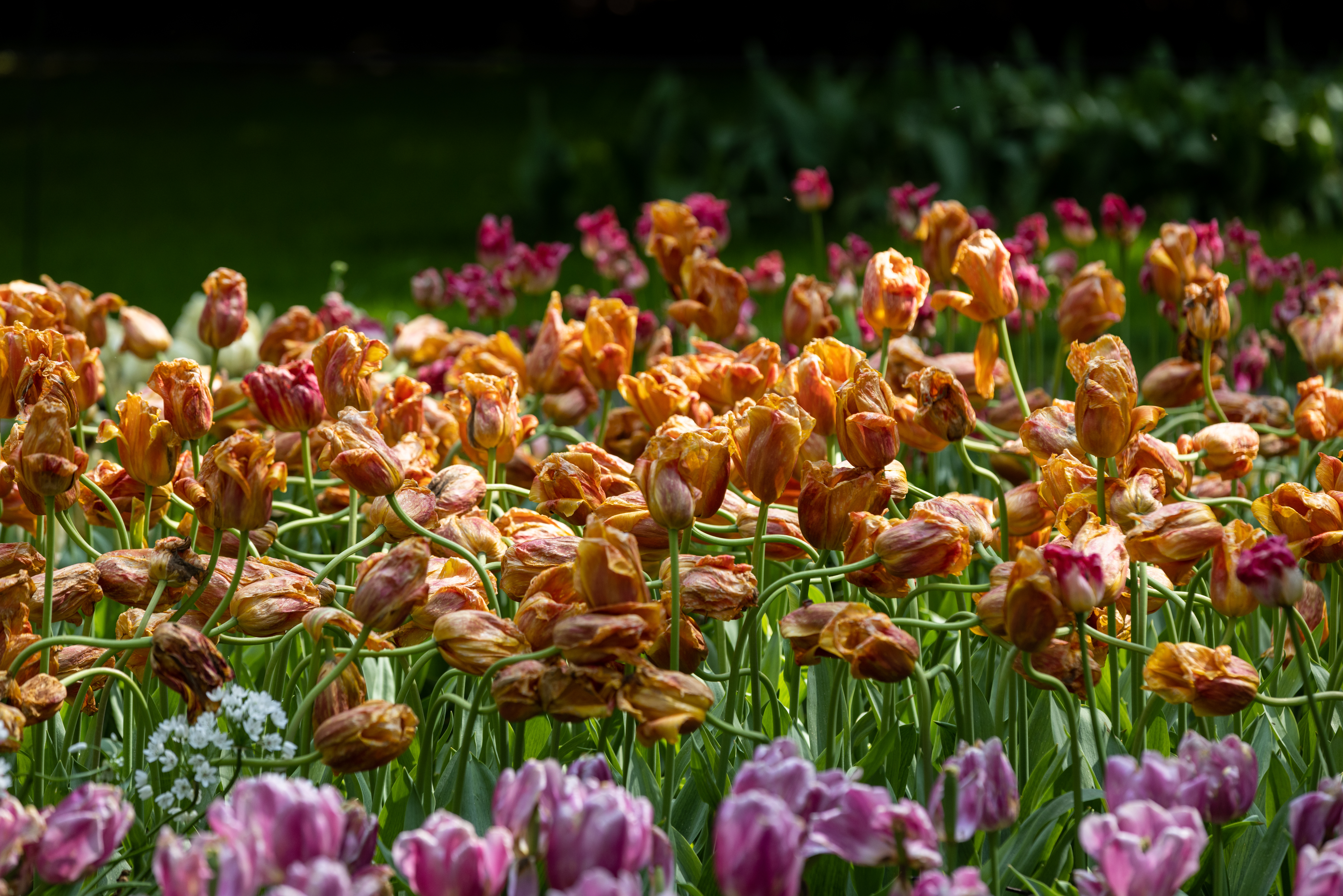 Tulips impacted by tulip fire in Holland