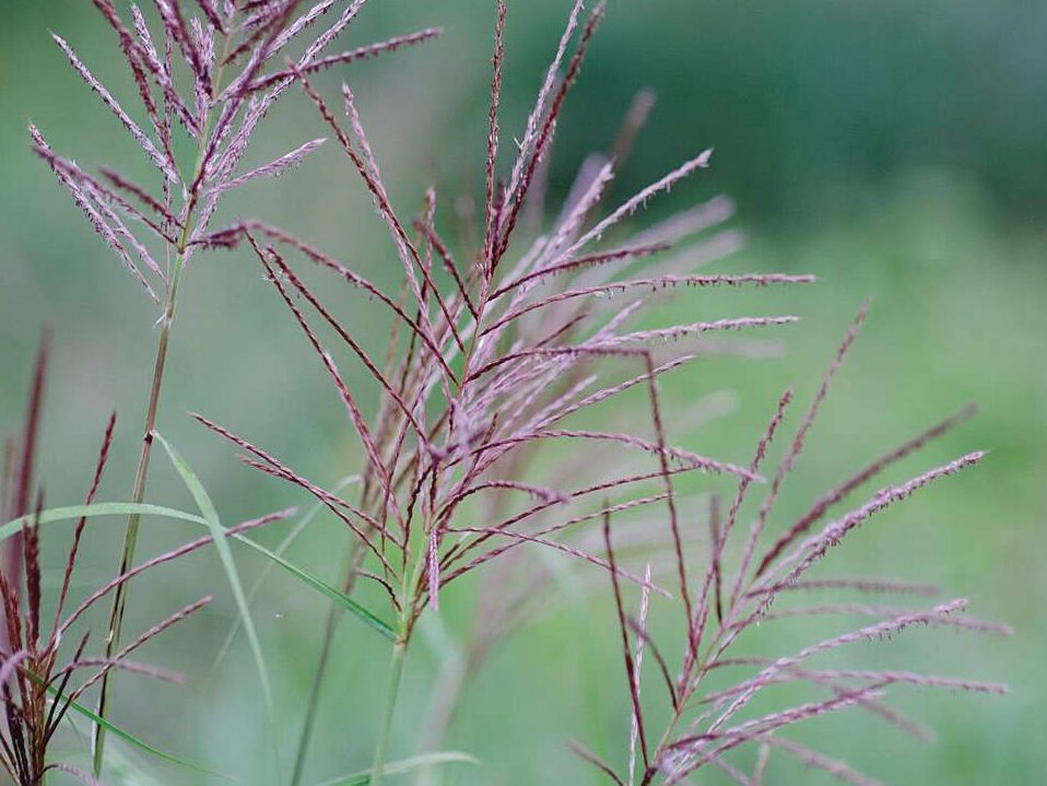 Miscanthus sinensis 'Rotsilber'