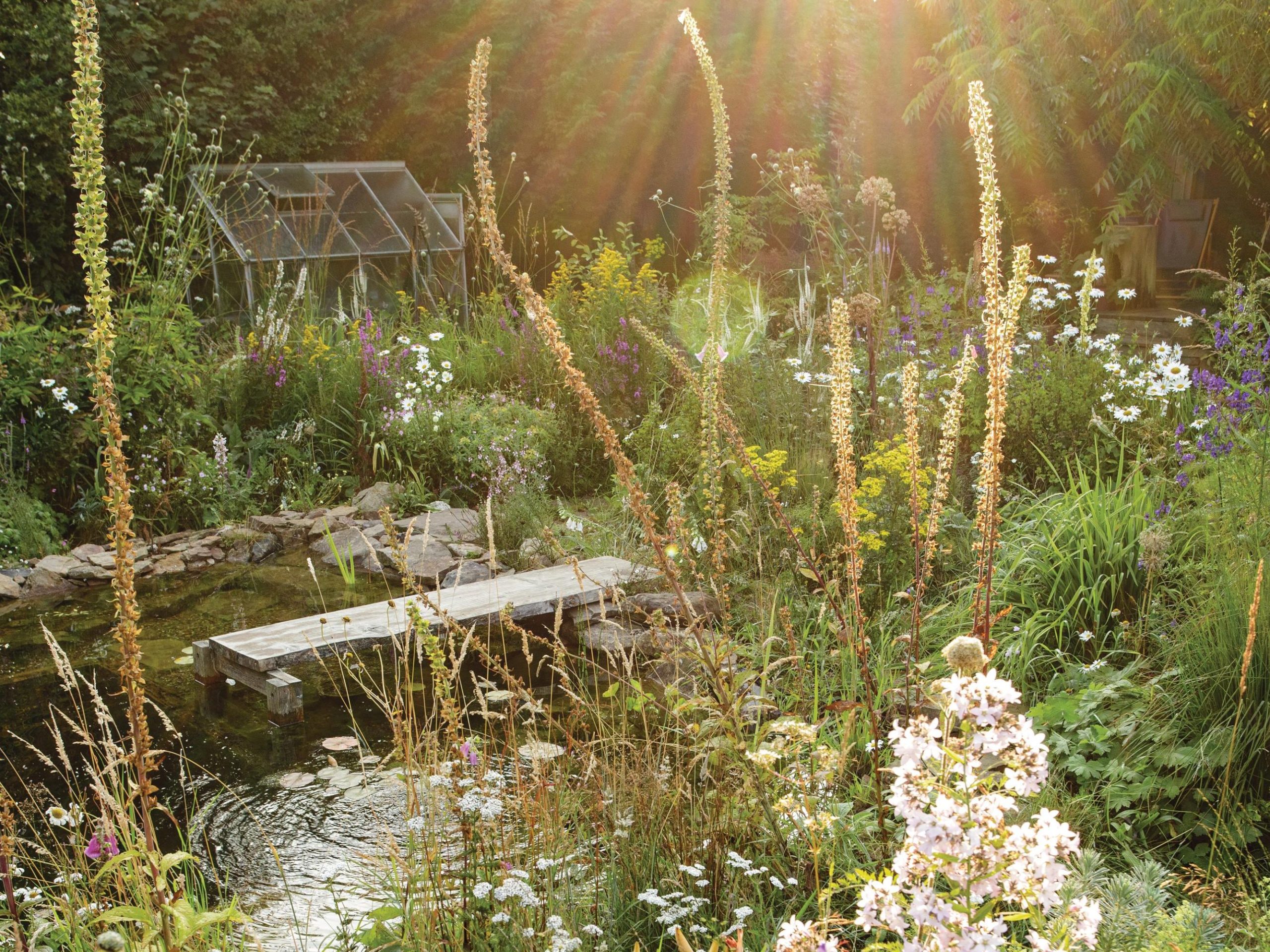 Flowers around swimming pond designed by Will Tomson