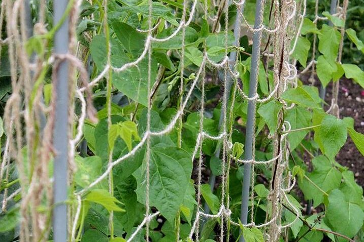 Jute netting in a garden