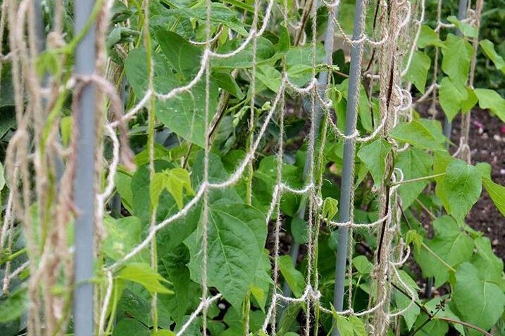 Jute netting in a garden