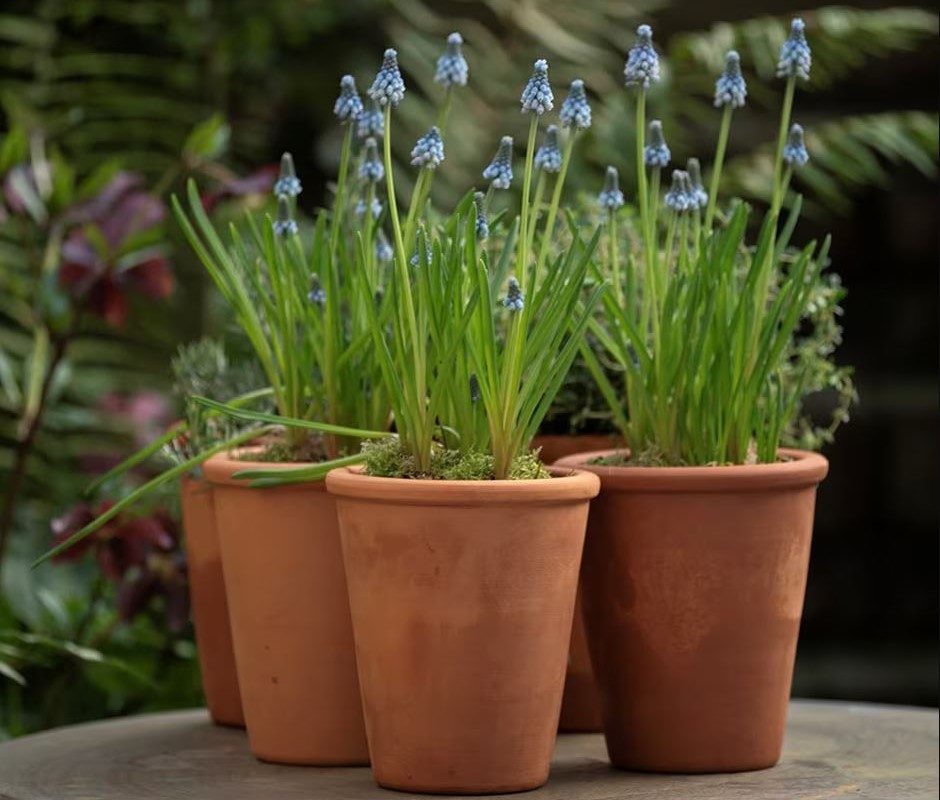 Rimmed terracotta grow pots - set of 3