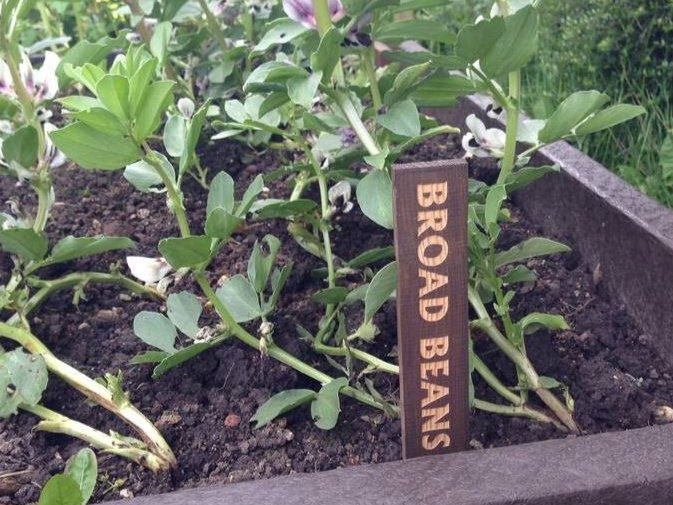 Wooden plant markers in a veg bed