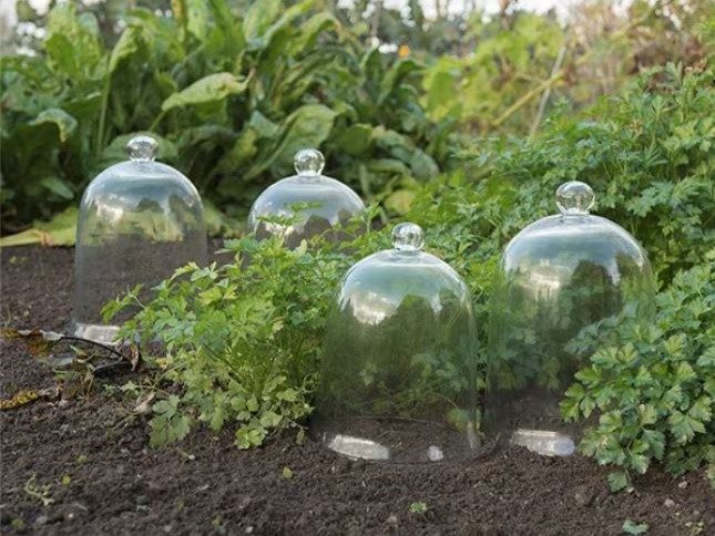 Classic glass bell cloches on a veg patch