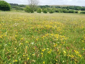 Meadow at Chancellor's Farm, Somerset Wildlife TrustsChancellor's Farm, Somerset Wildlife Trusts Meadow at Chancellor's Farm, Somerset Wildlife TrustsChancellor's Farm, Somerset Wildlife Trusts