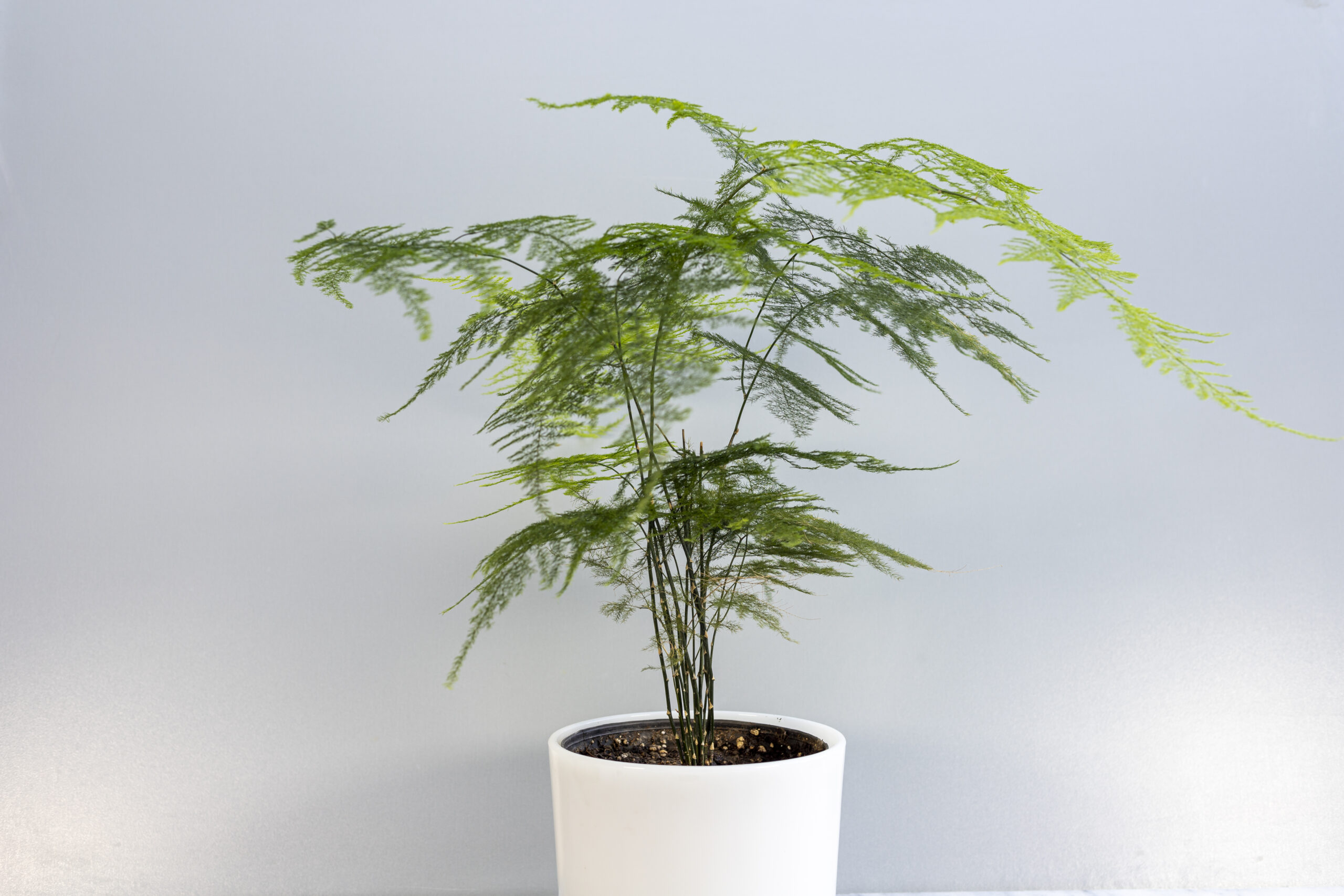 Asparagus fern 