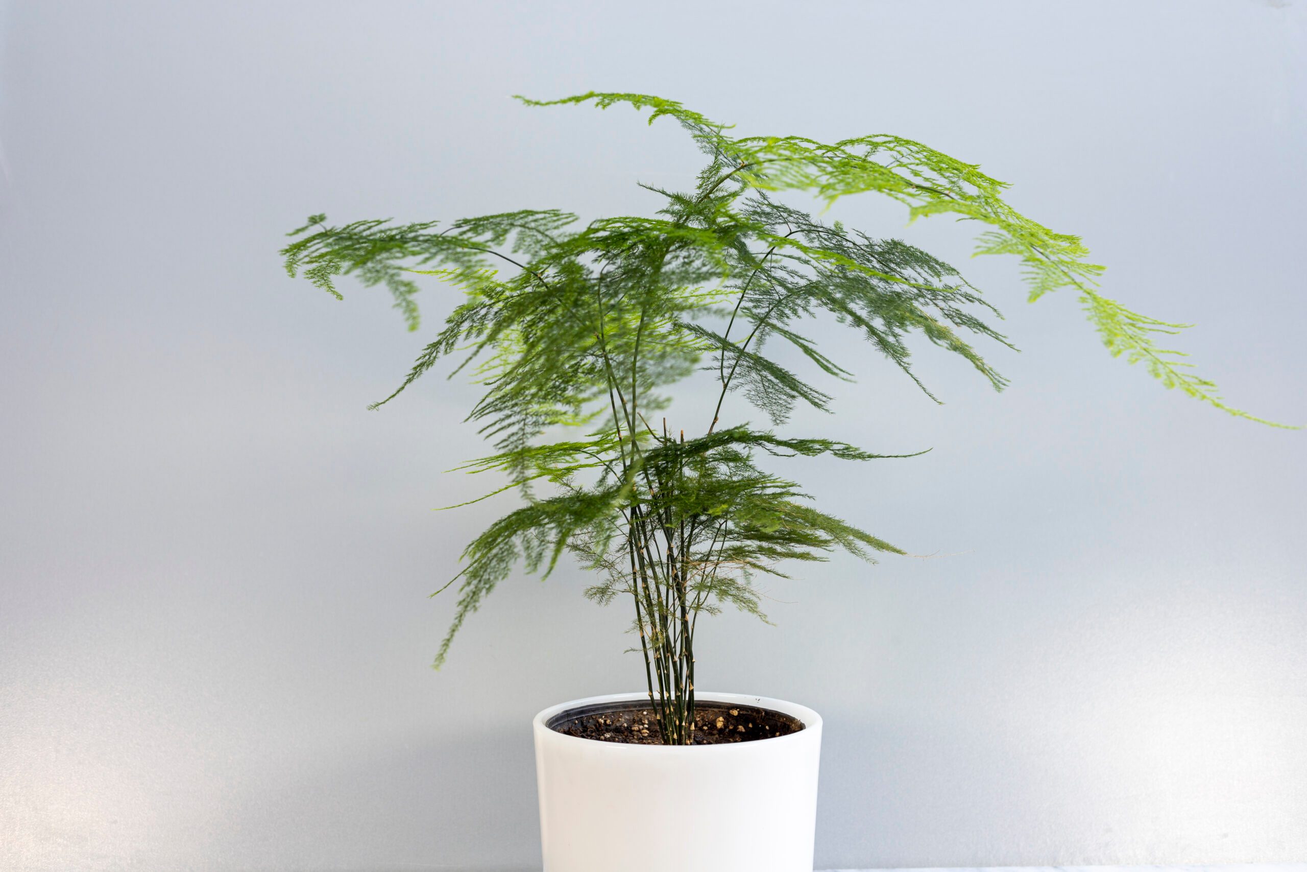 Asparagus fern 