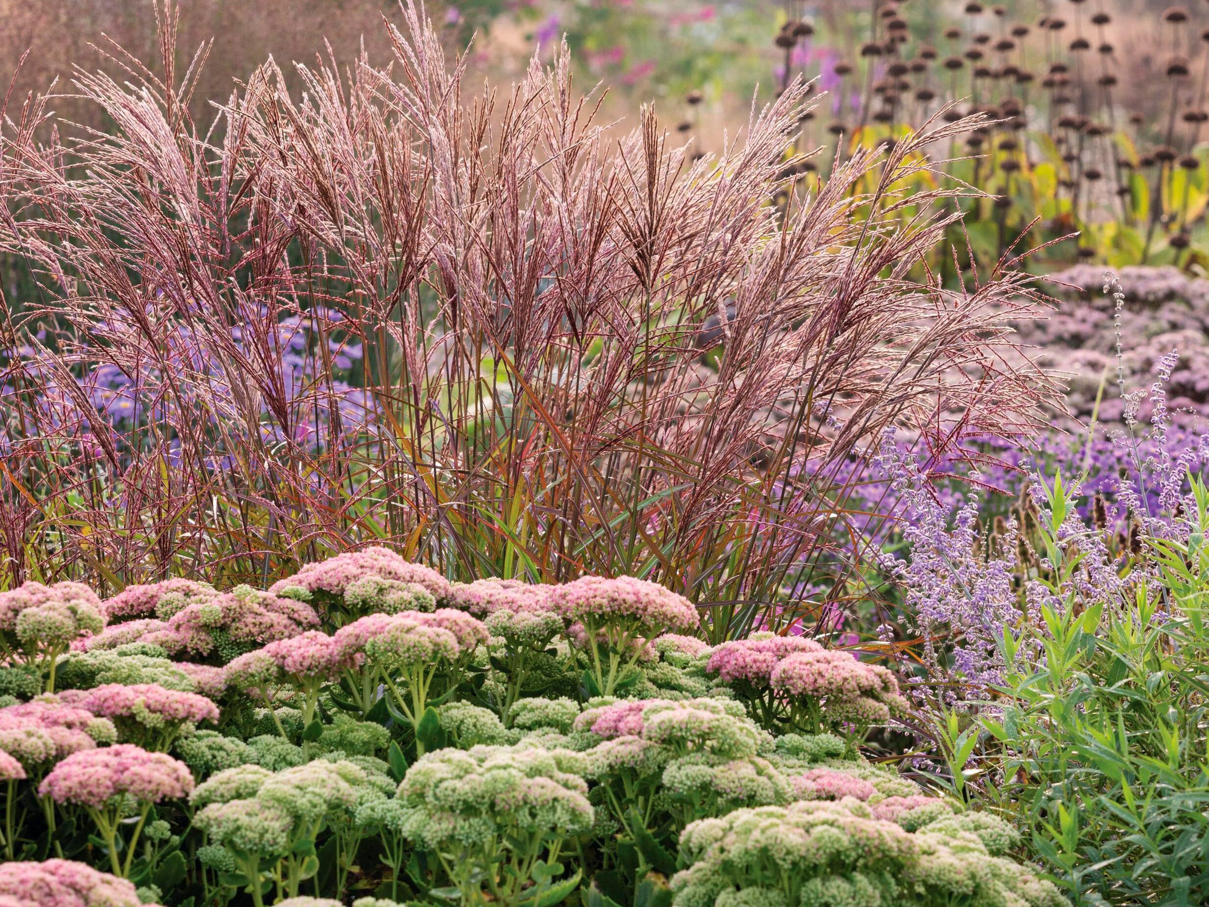 Arvensis Perennials