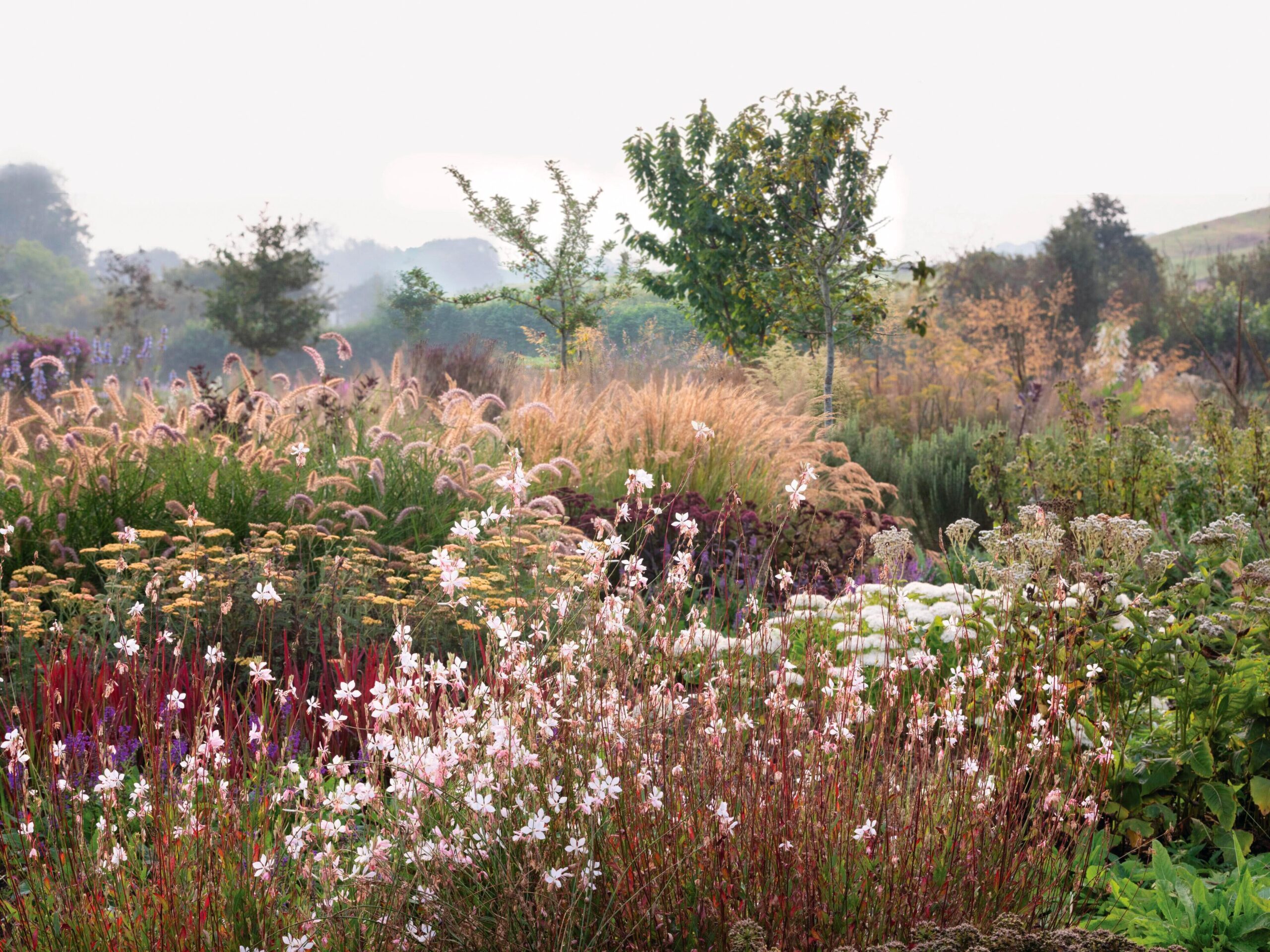 Arvensis Perennials