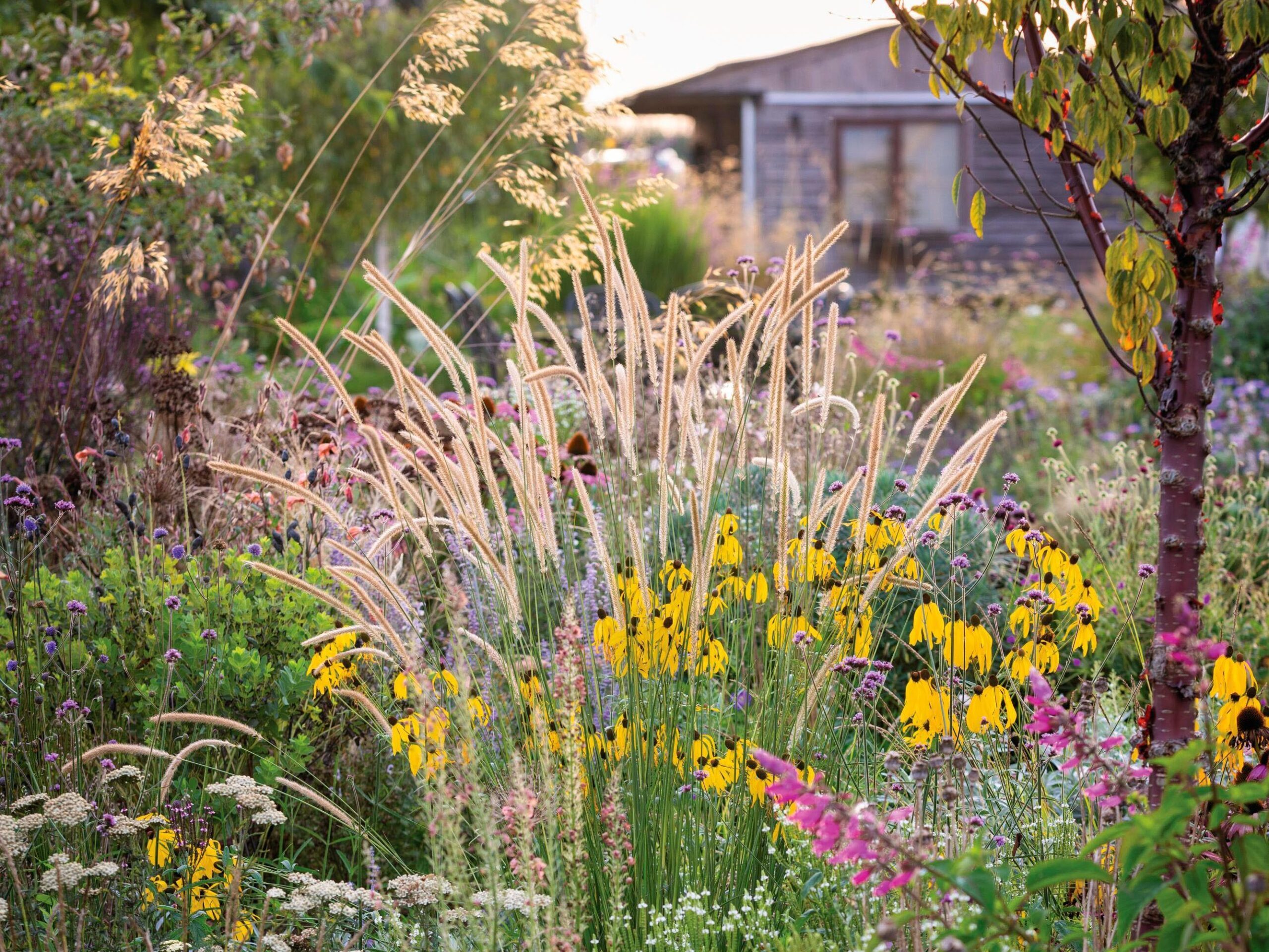 Arvensis Perennials