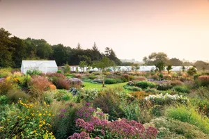Arvensis Perennials Arvensis Perennials stock beds