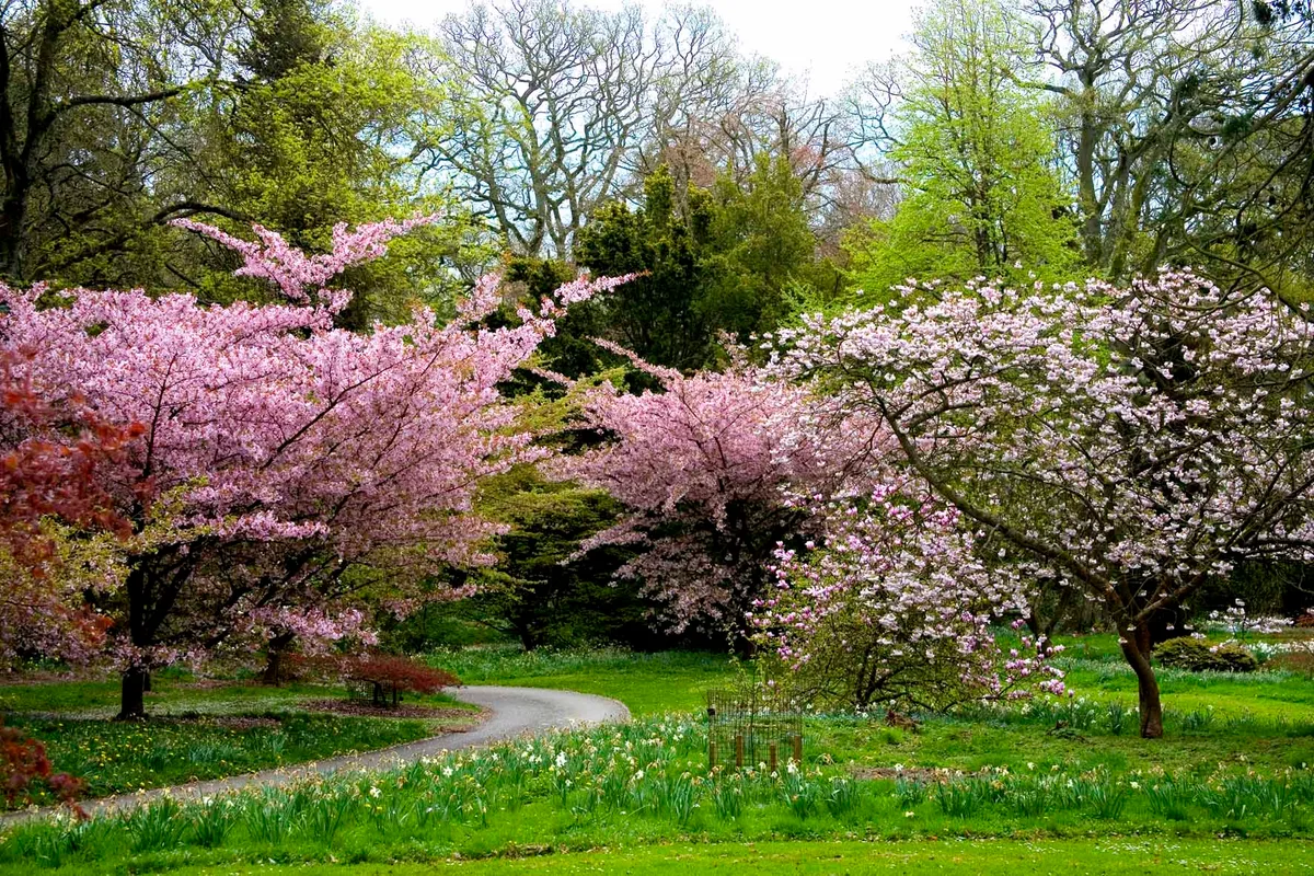 Batsford cherry blossom Batsford cherry blossom