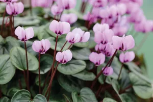Cyclamen coum Roseum Cyclamen coum Roseum