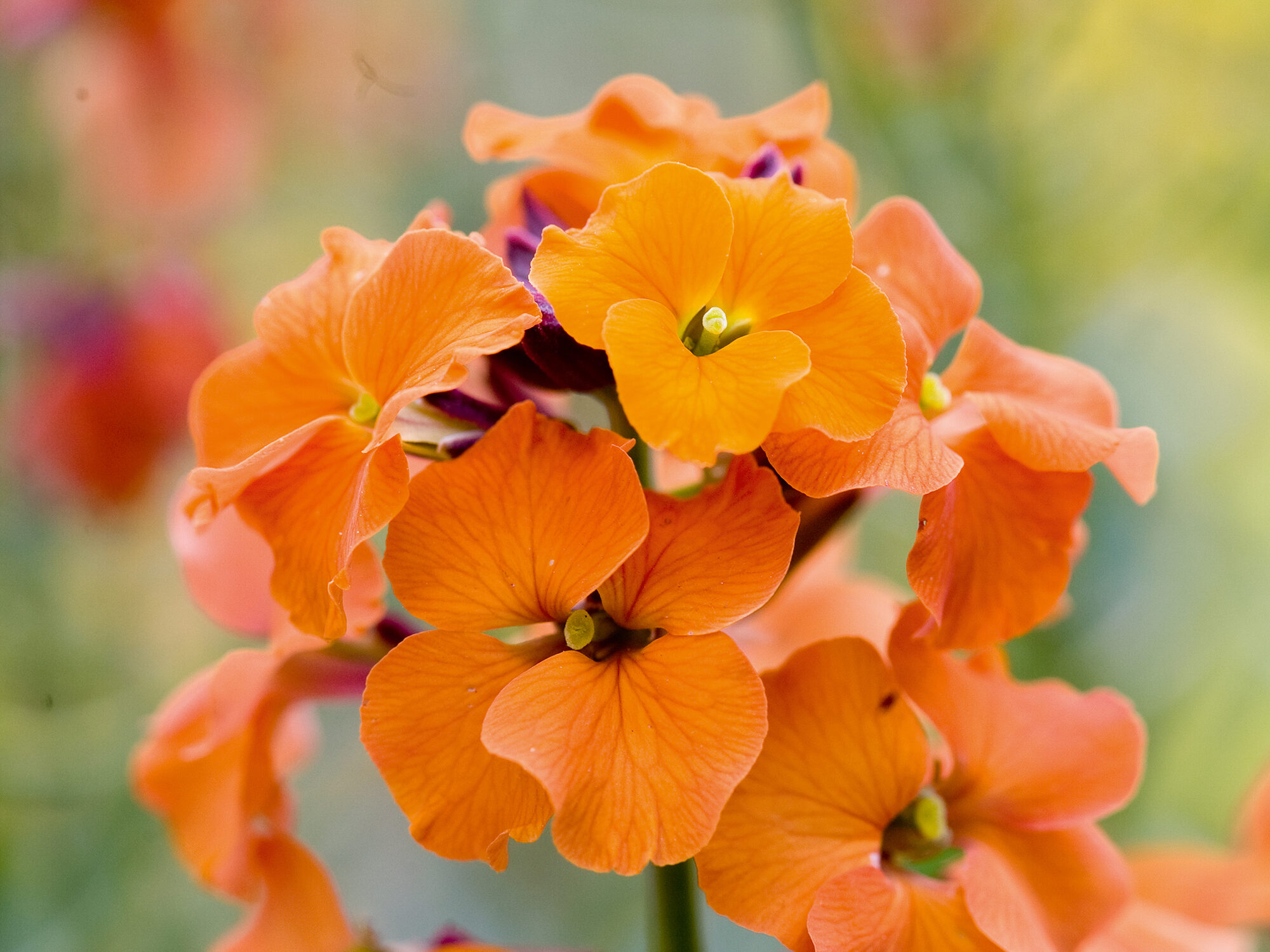 Erysimum 'Apricot Twist'