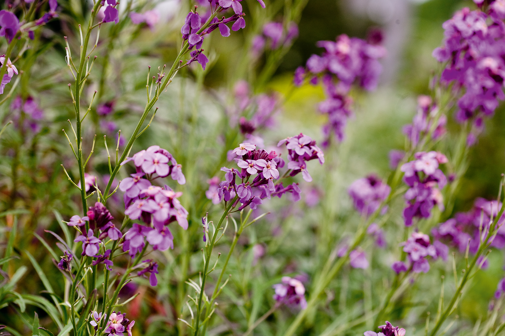 Erysimum Ruston Royal