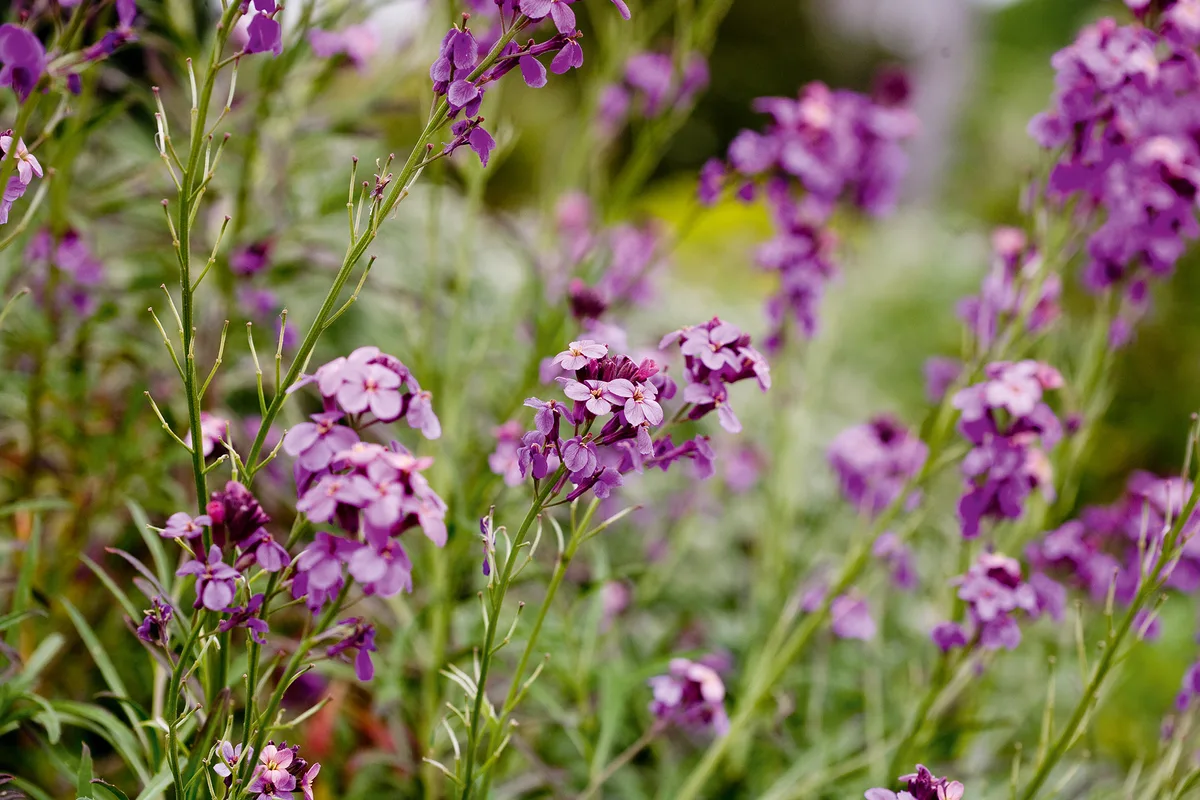 Erysimum Ruston Royal Erysimum Ruston Royal