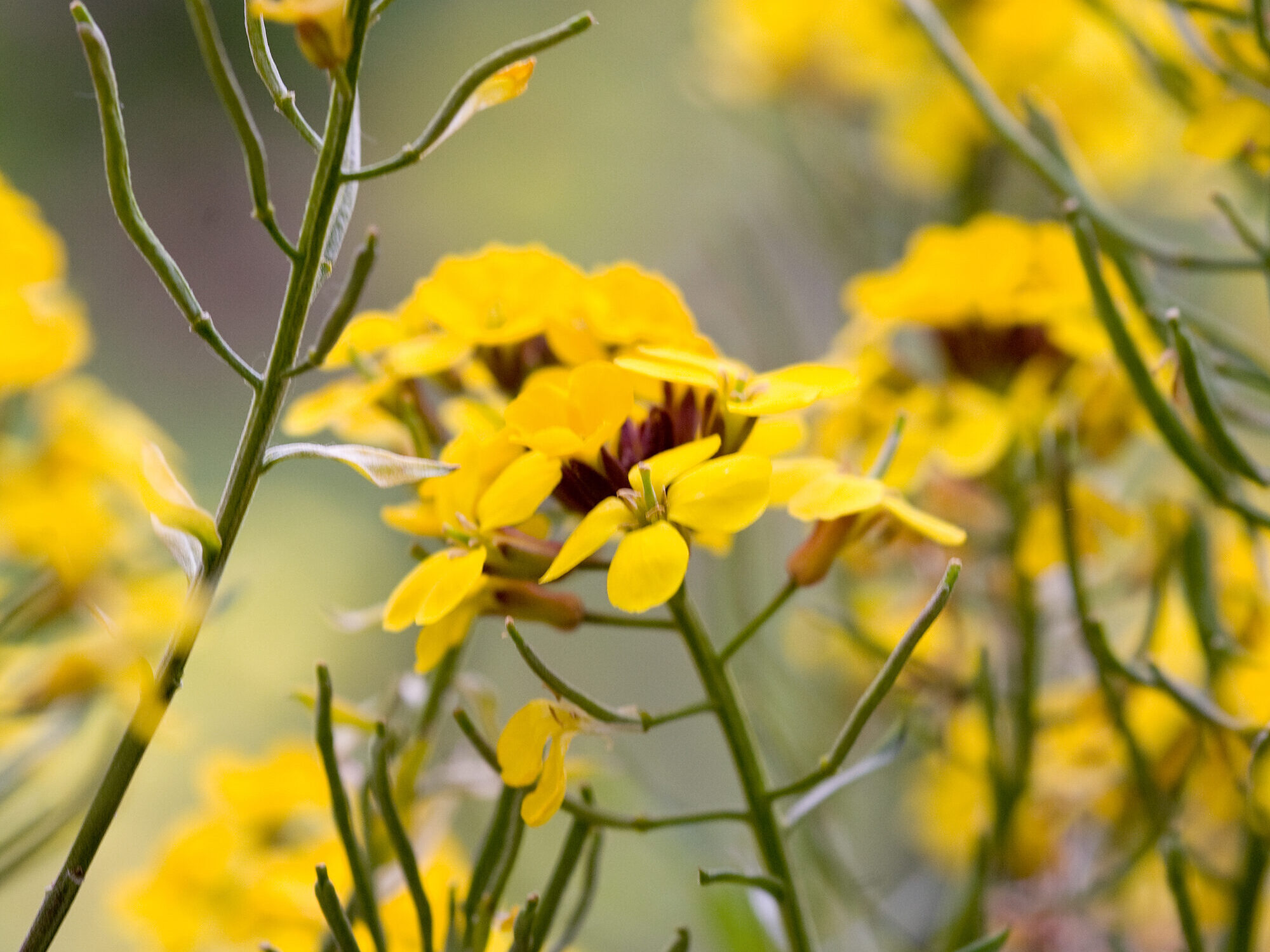 Erysimum 'Cheiri'