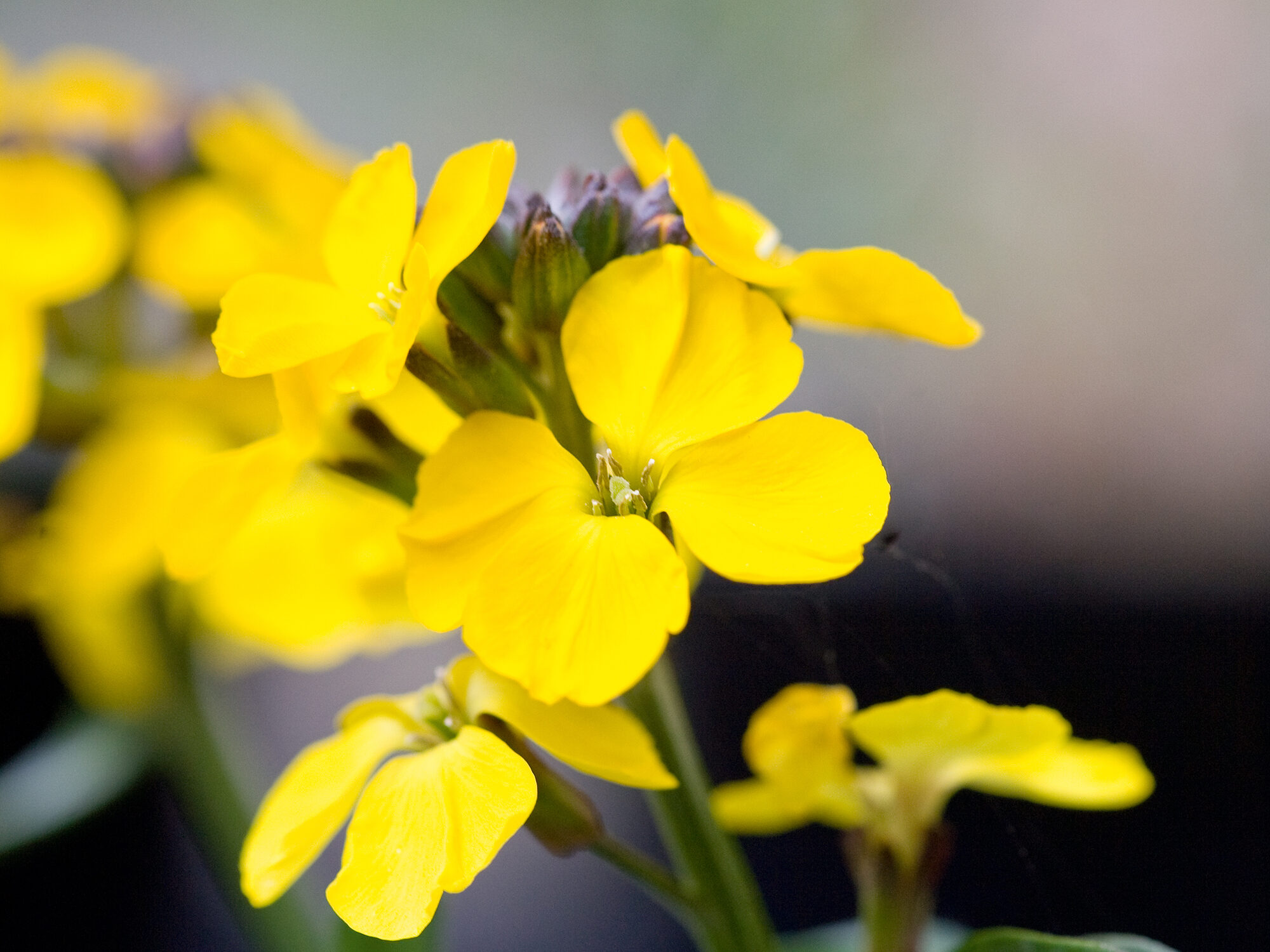 Erysimum 'Bredon'
