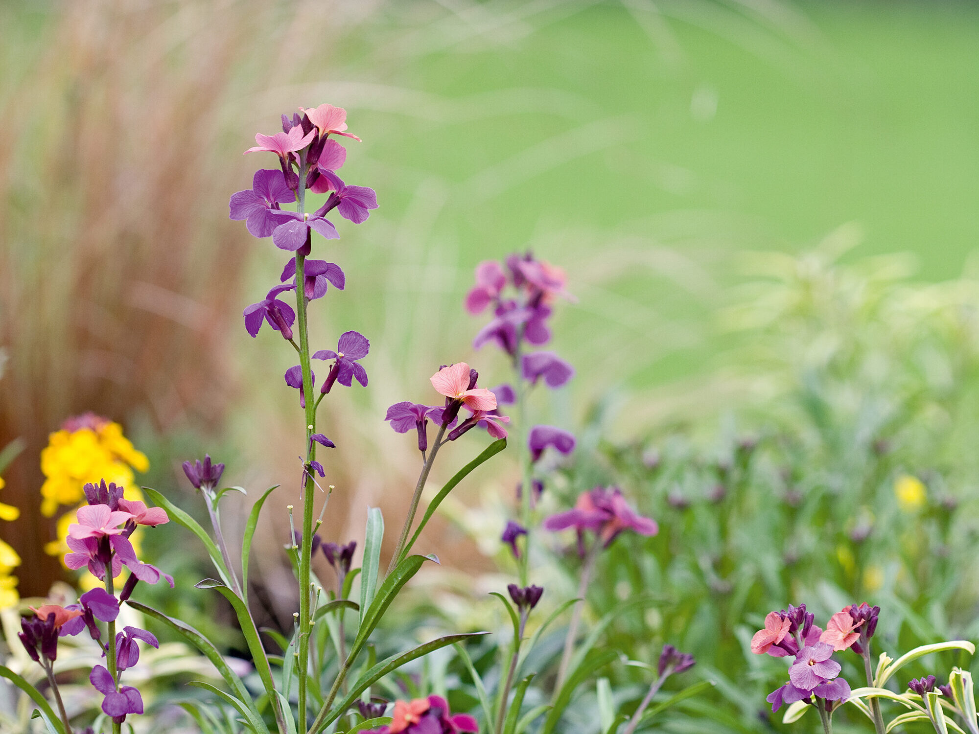 Erysimum 'Parishes'
