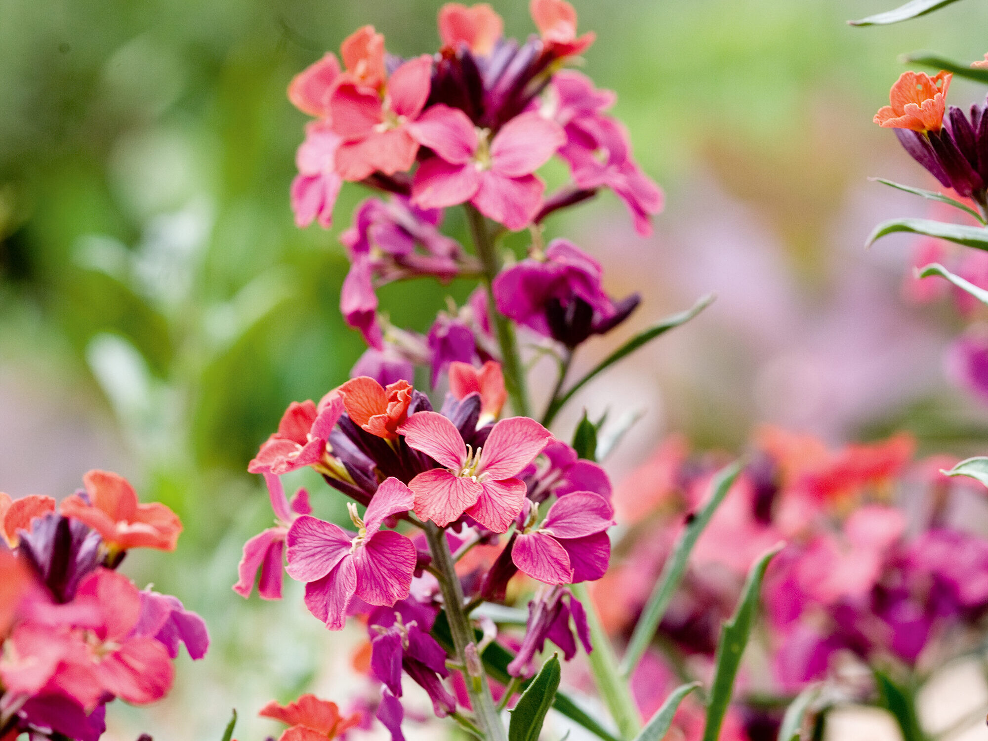 Erysimum 'Jacobs Jacket'