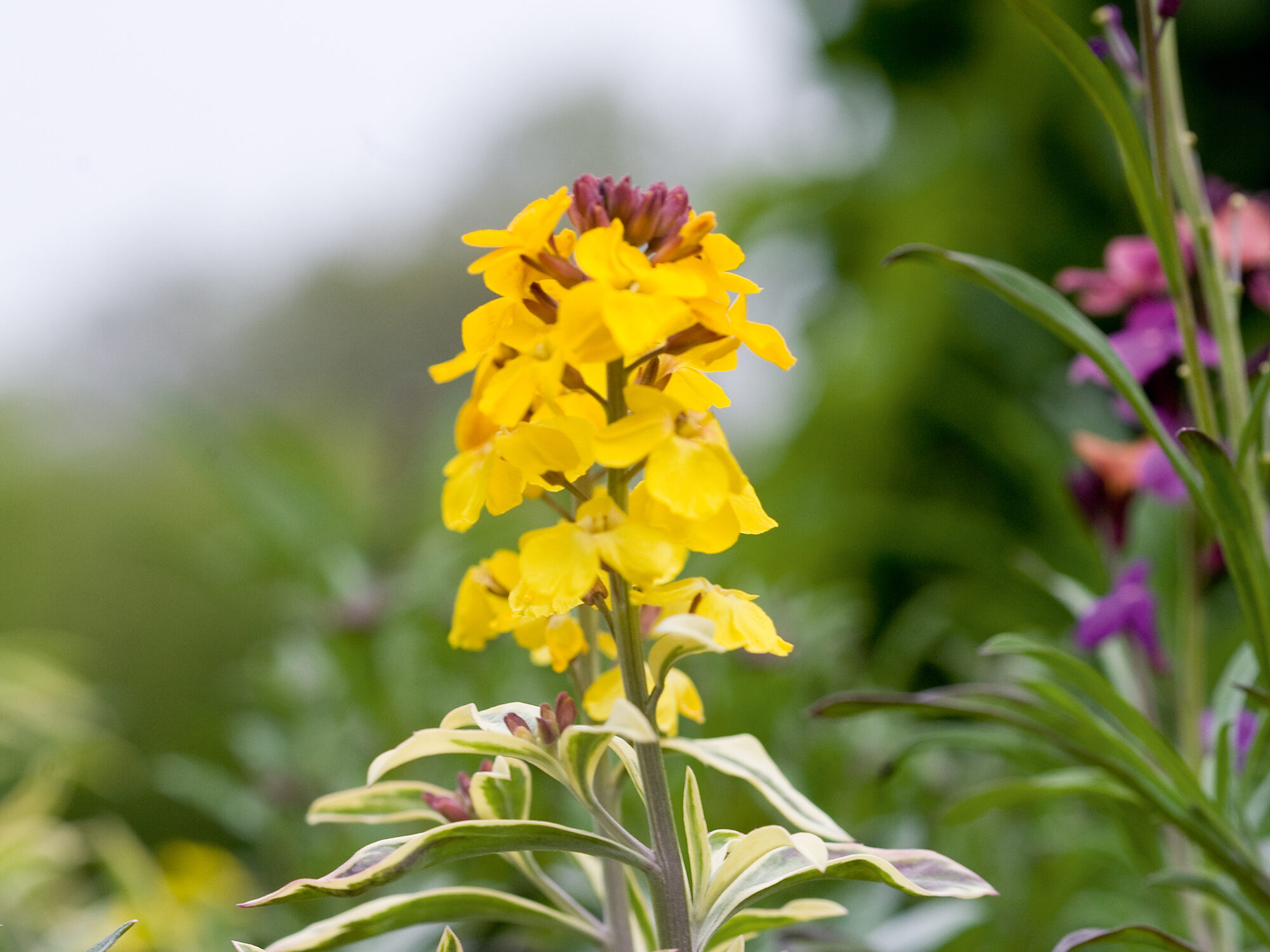 Erysimum 'Fragrant Star'