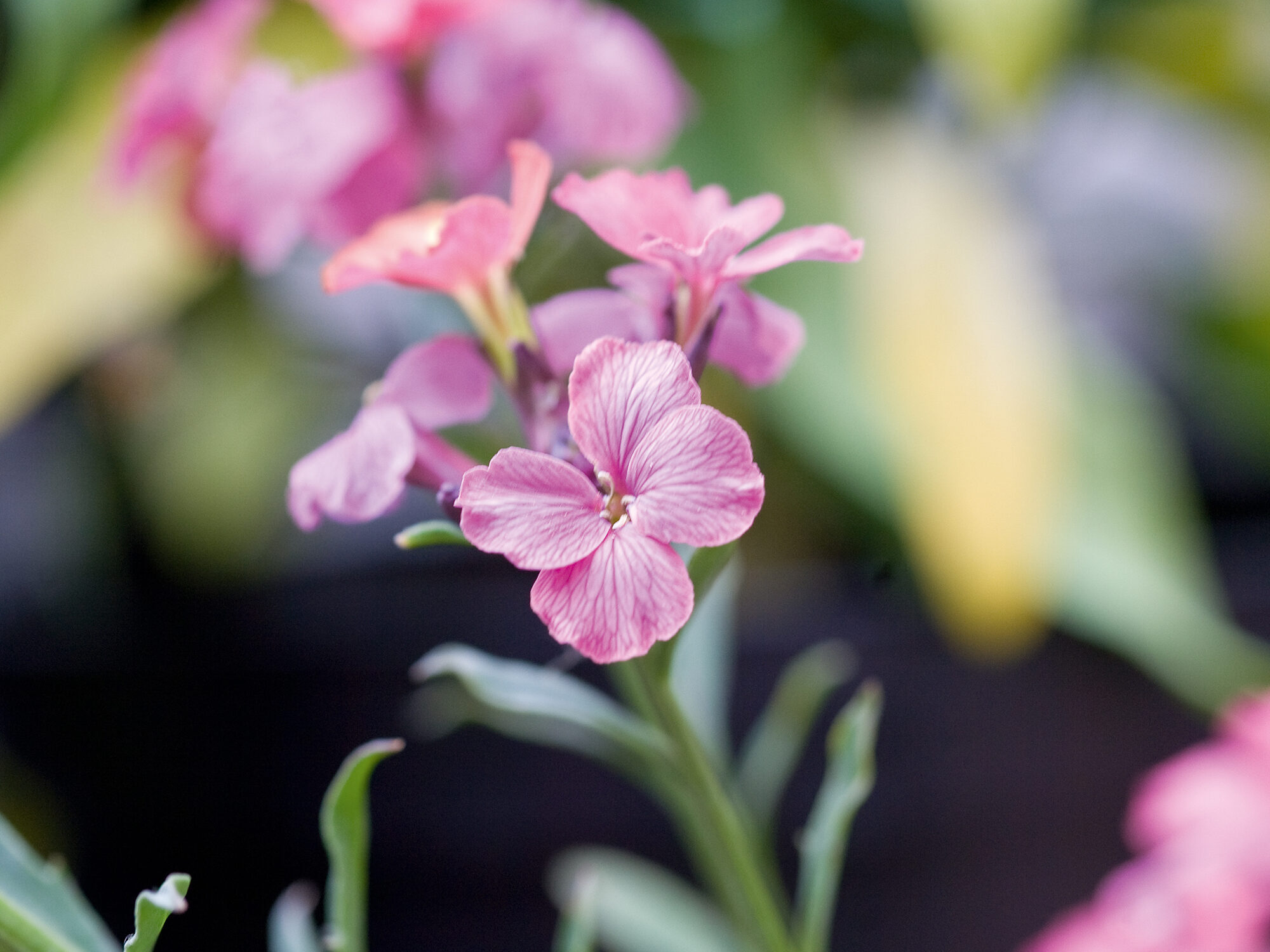 Erysimum 'Constant Cheer'