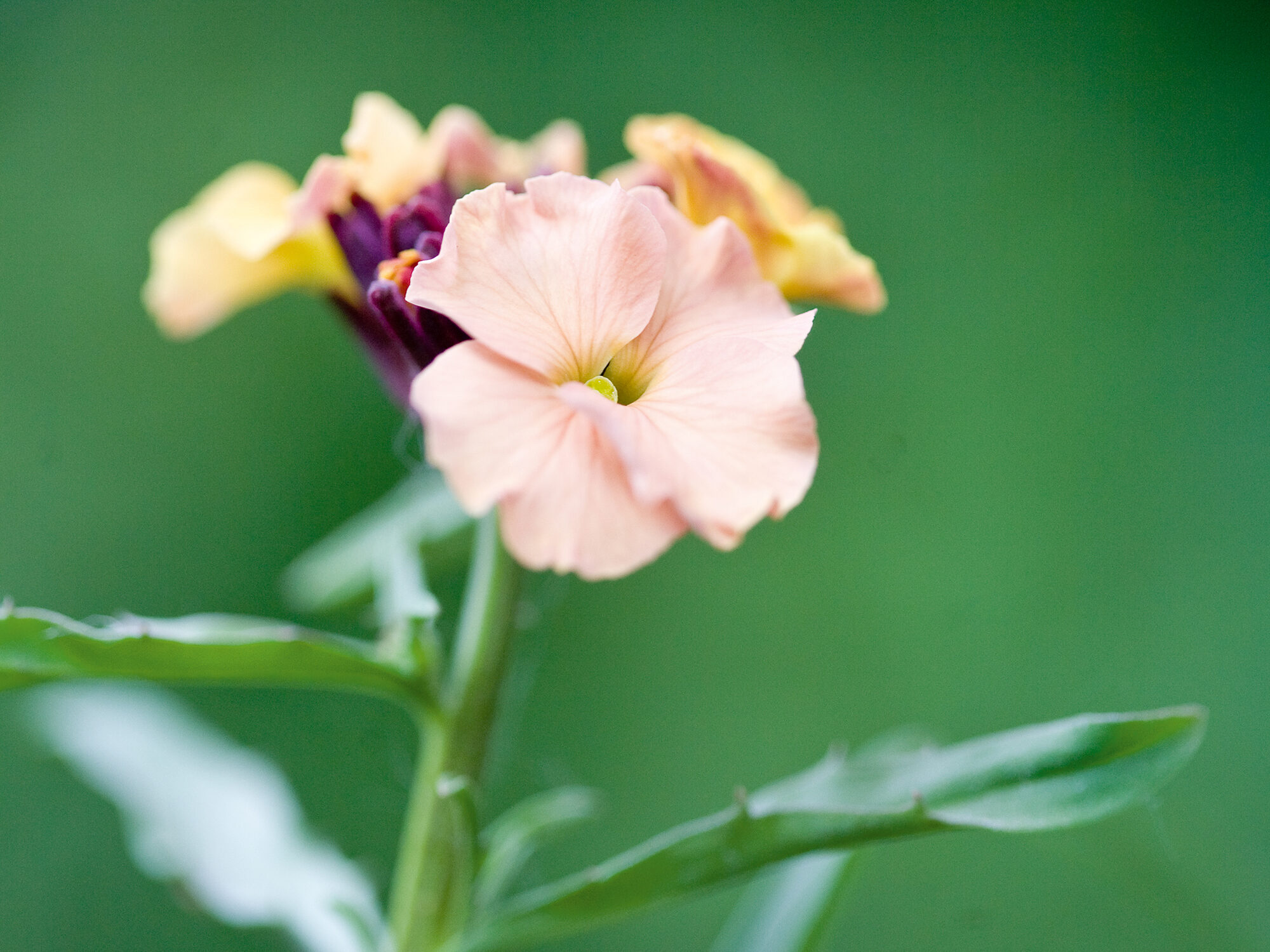 Erysimum 'Pastel Patchwork'