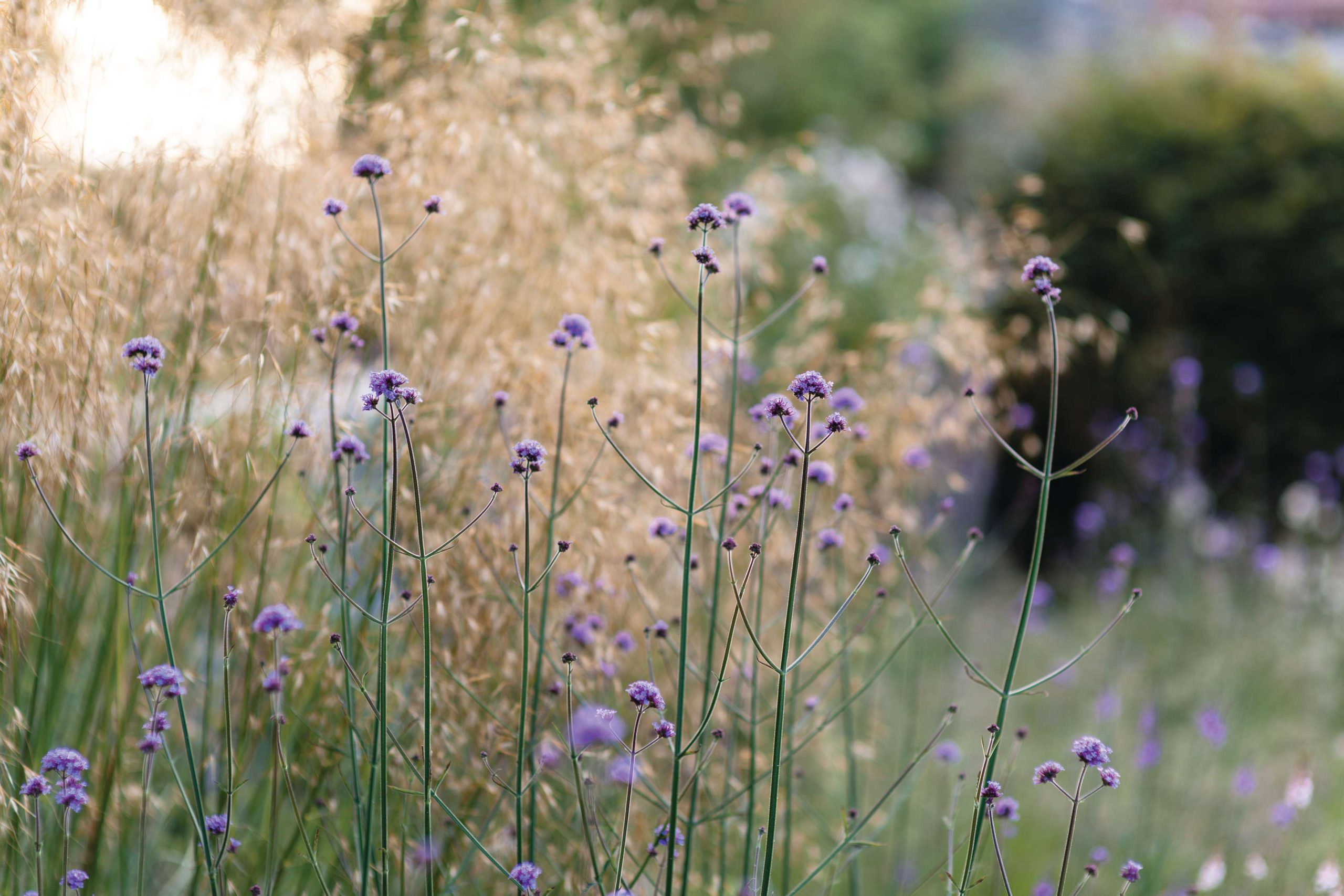 Purple flowers