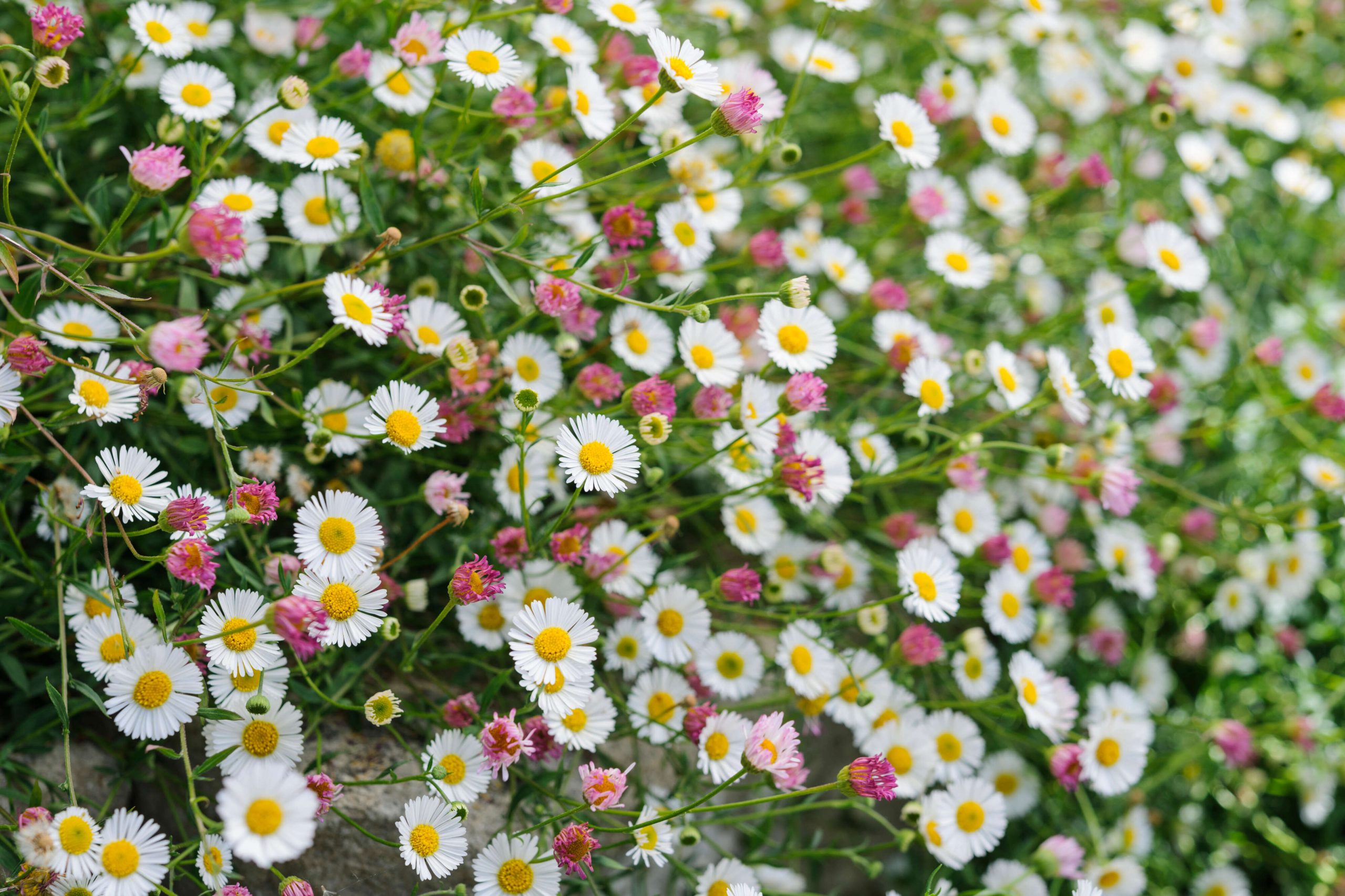 Small white daisy plants