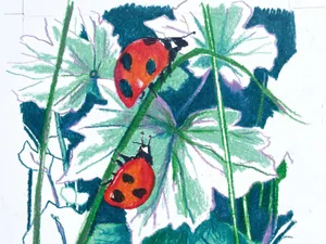 Illustration of three ladybirds Illustration of three ladybirds