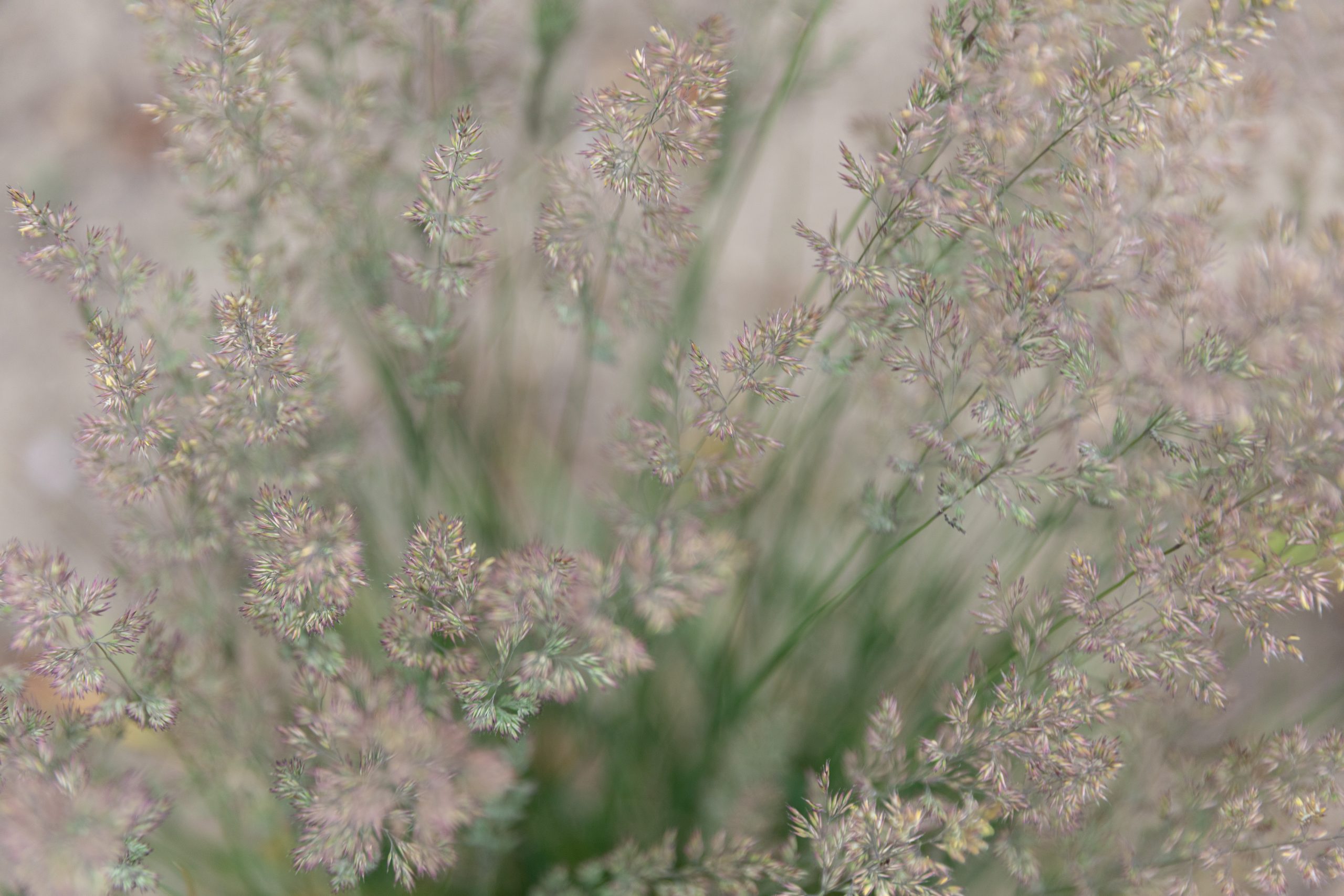 Grasses