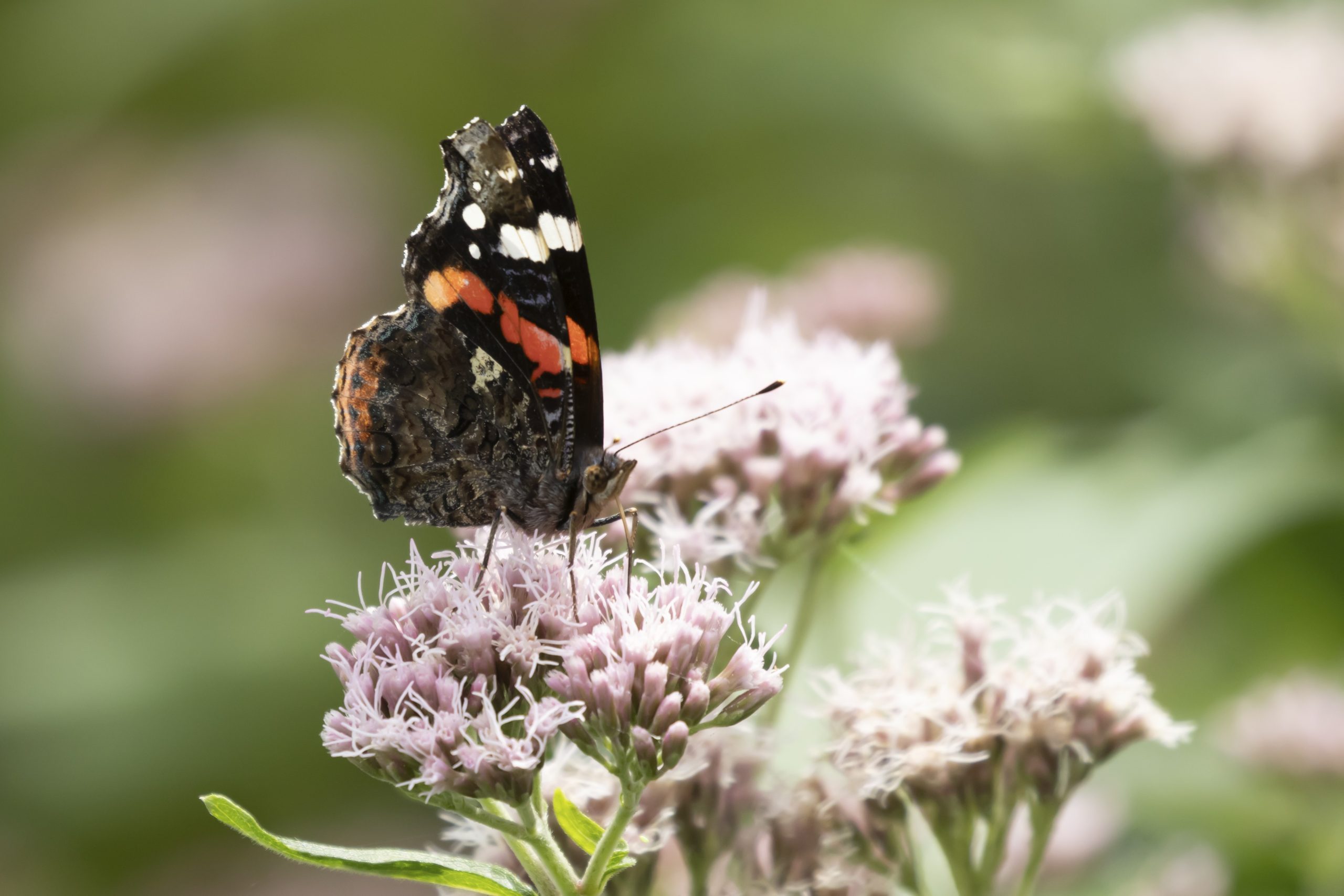 A butterfly on a pink plants