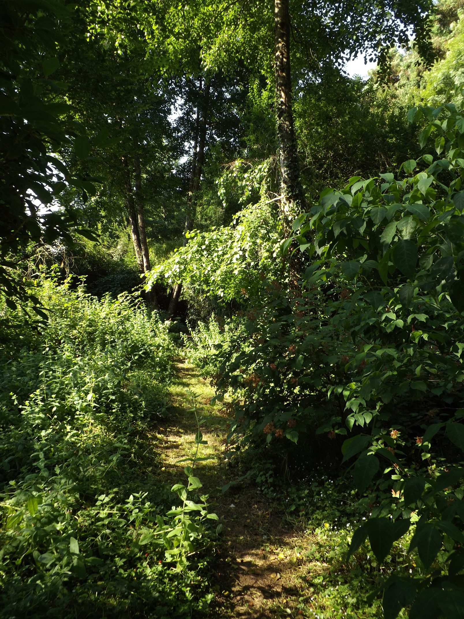 Agroforestry Research Trust forest garden