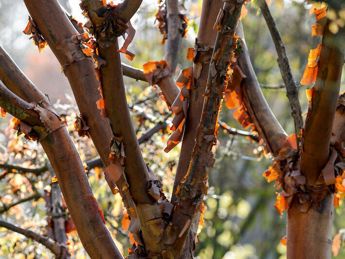 Acer griseum