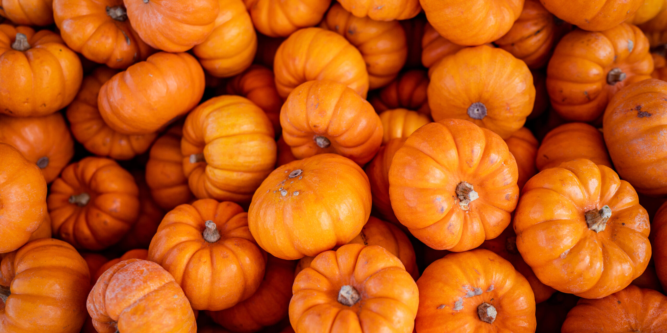  Ripening pumpkins