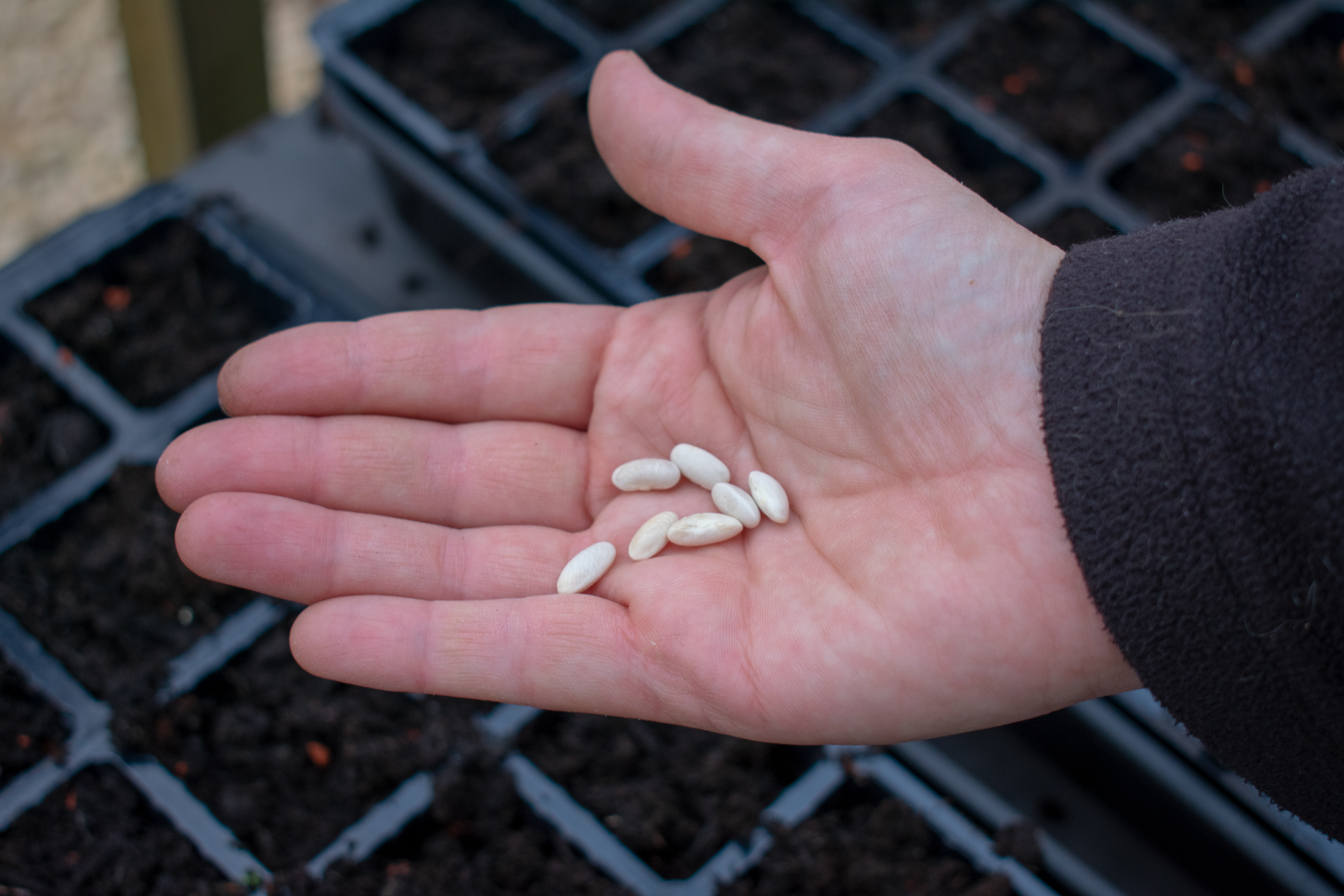 Sow seeds in October © Getty