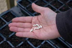Sowing large seeds Sowing large seeds